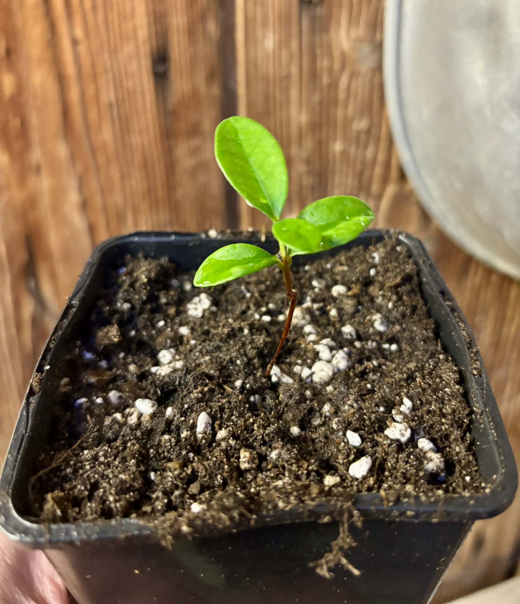 Eugenia reinwardtiana - Cedarbay Cherry -  1 potted seedling / 1 getopfter Sämling