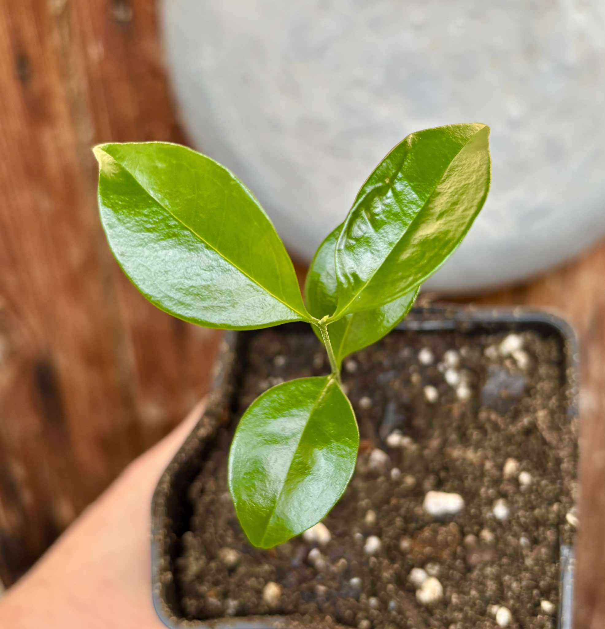Eugenia arvensis - 1 small potted seedling / 1 kleiner, getopfter Sämling