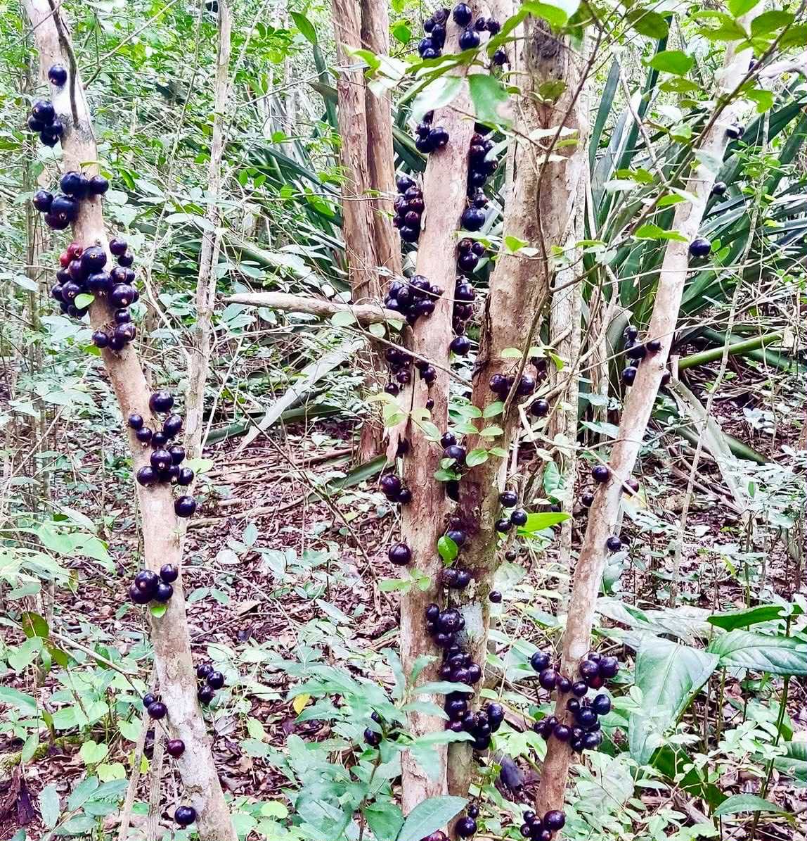 Psidium sp Aporá - 1 fresh seed / 1 frischer Samen