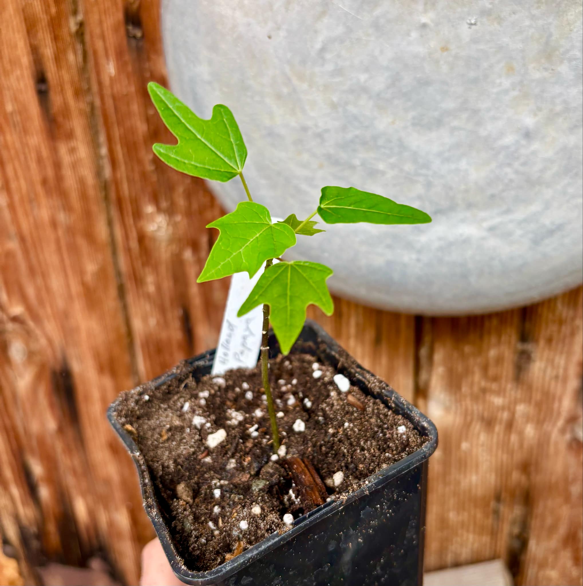 Red Holland Papaya (Carica papaya) - 1 small potted seedling / 1 kleiner, getopfter Sämling