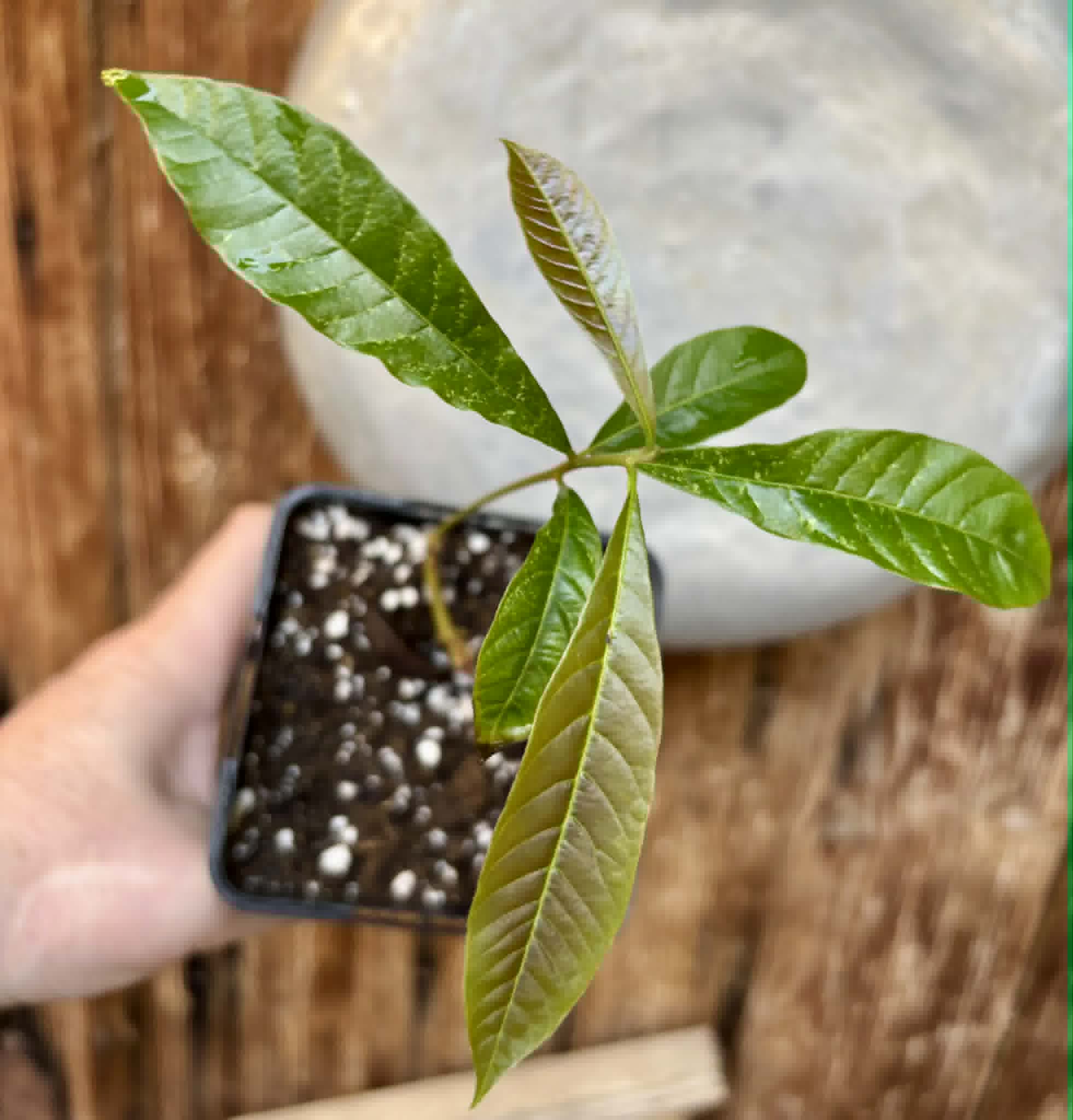 Pradosia sp Rondonia - 1 potted seedling / 1 getopfter Sämling