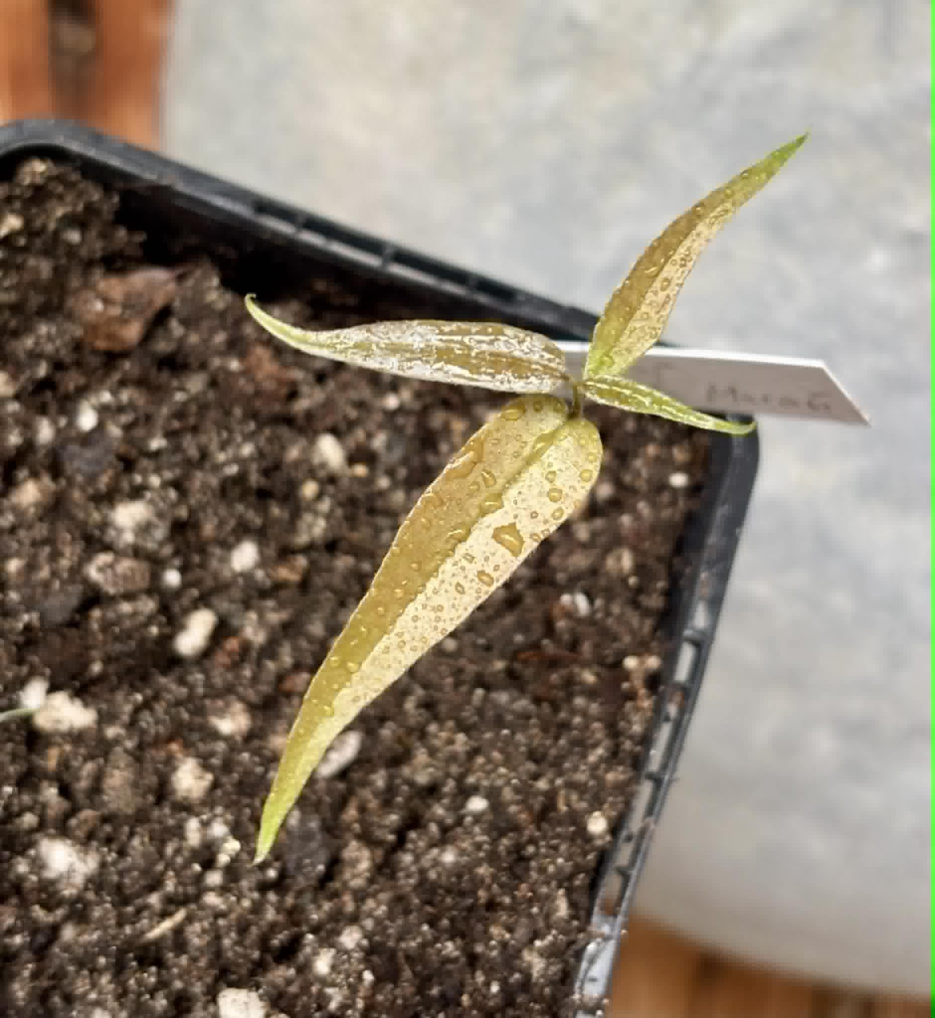 Plinia sp. Pingo de Mel Rajada Maraú -  1 potted seedling / 1 getopfter Sämling