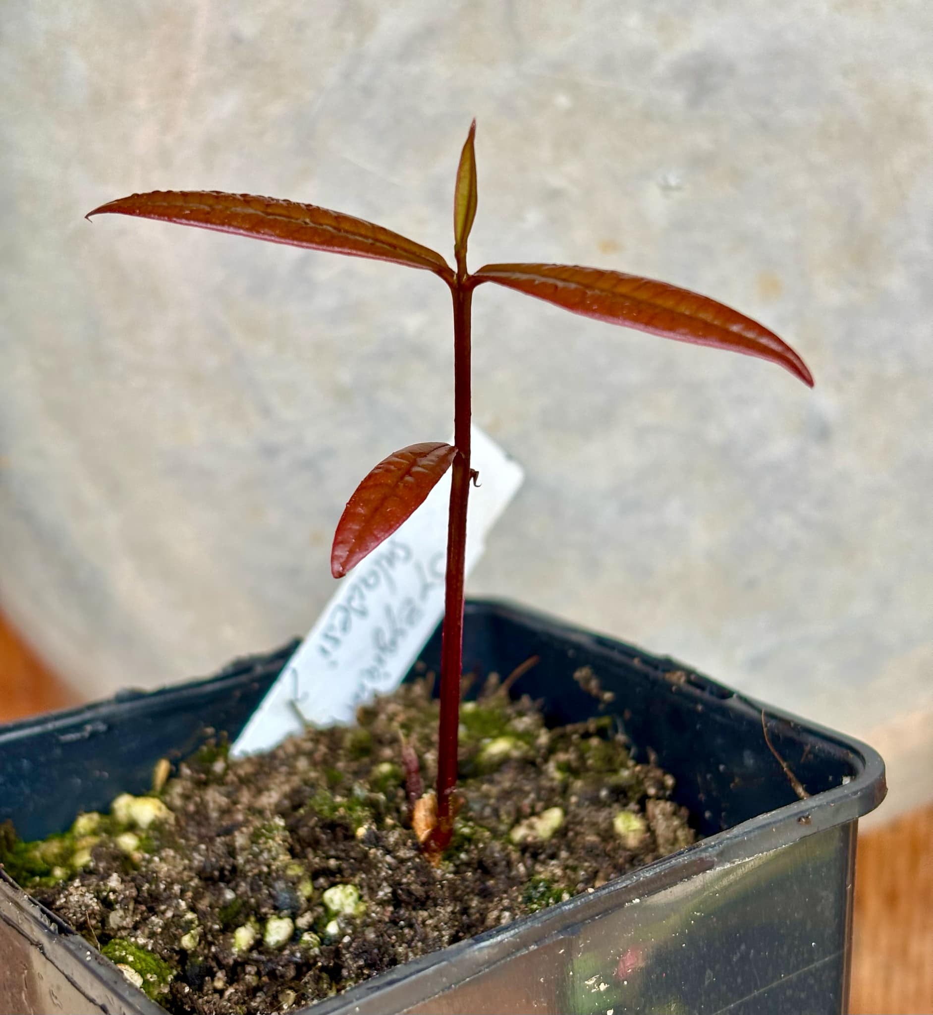 Syzygium sp Sulawesi 2 - 1 potted seedling / 1 getopfter Sämling Syzygium sp Sulawesi 2 - 1 potted seedling / 1 getopfter Sämling