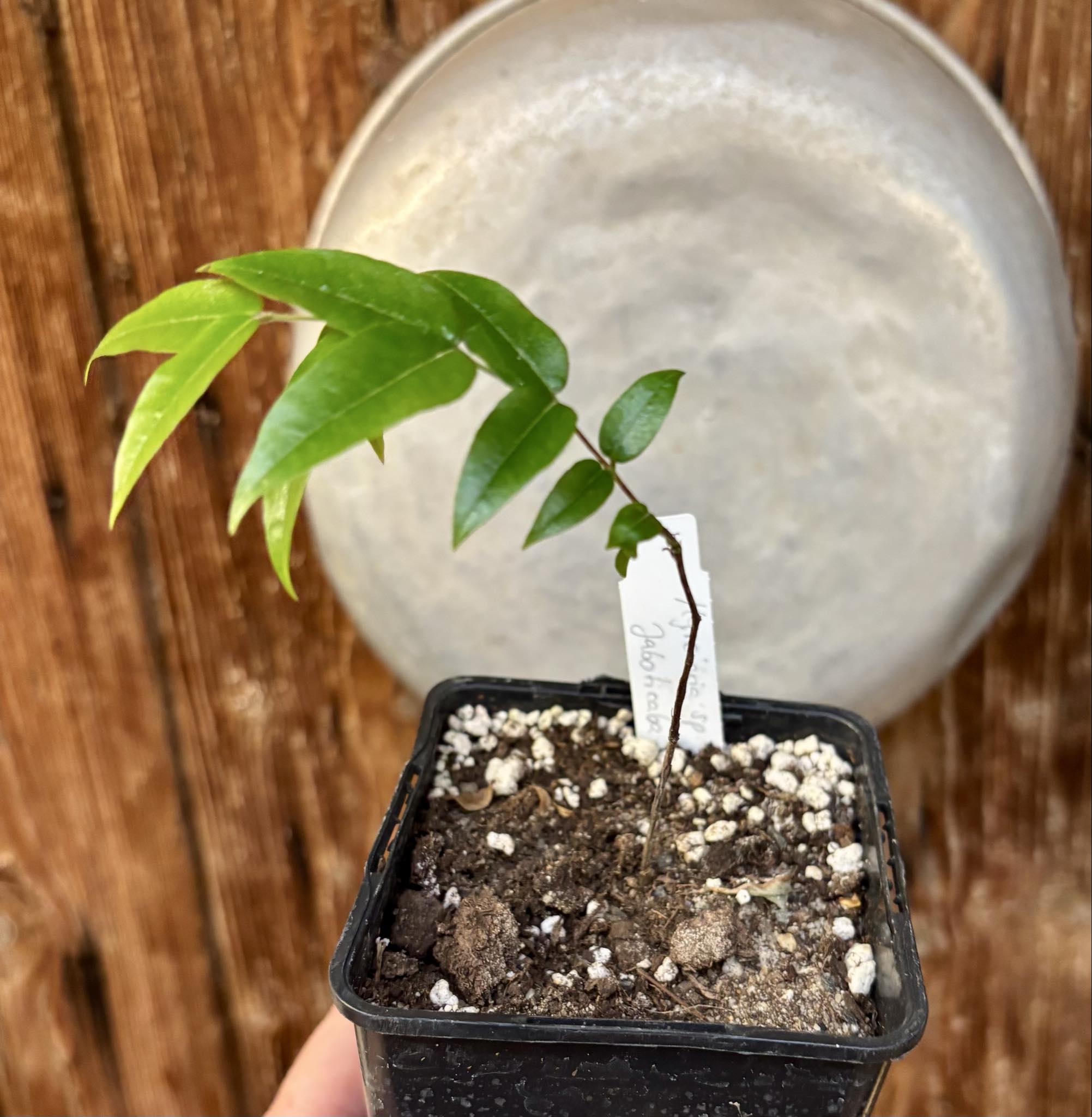 Myrciaria sp Jaboticaba - 1 potted plant / 1 getopfte Pflanze Myrciaria sp Jaboticaba - 1 potted plant / 1 getopfte Pflanze