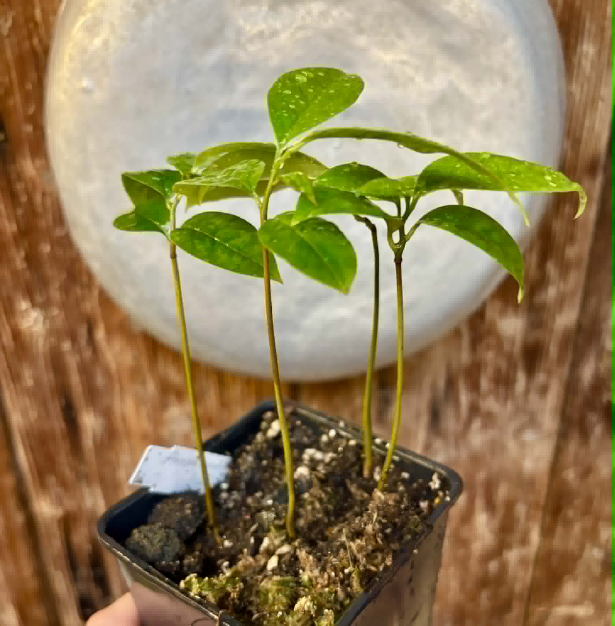 4 in 1 pot - Annona muricata - Soursop / Stachelannone - 4 seedlings in one pot / 4 Sämlinge in einem Topf