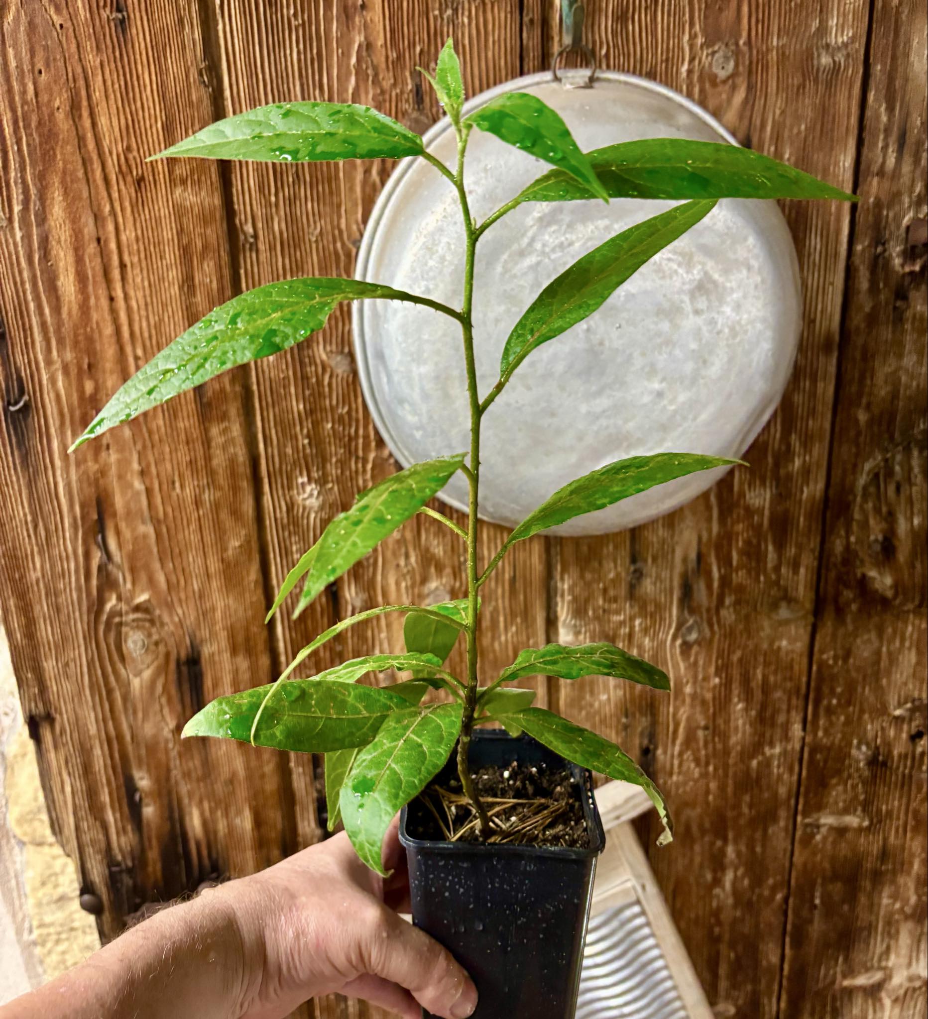 Solanum sp. Mata Escura - 1 potted plant / 1 getopfte Pflanze