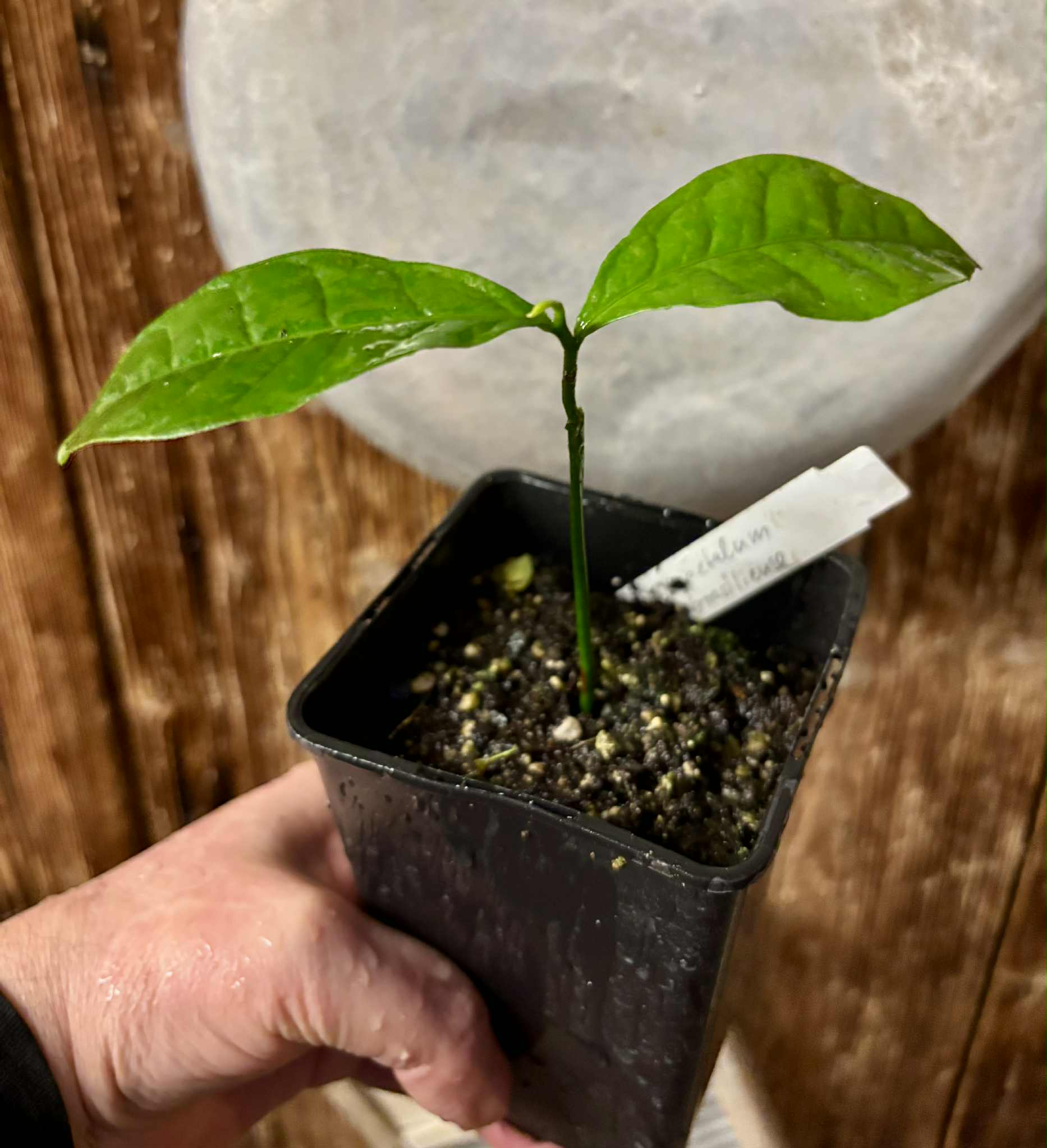 Cymbopetalum brasiliensis - 1 potted seedling / 1 getopfter Sämling