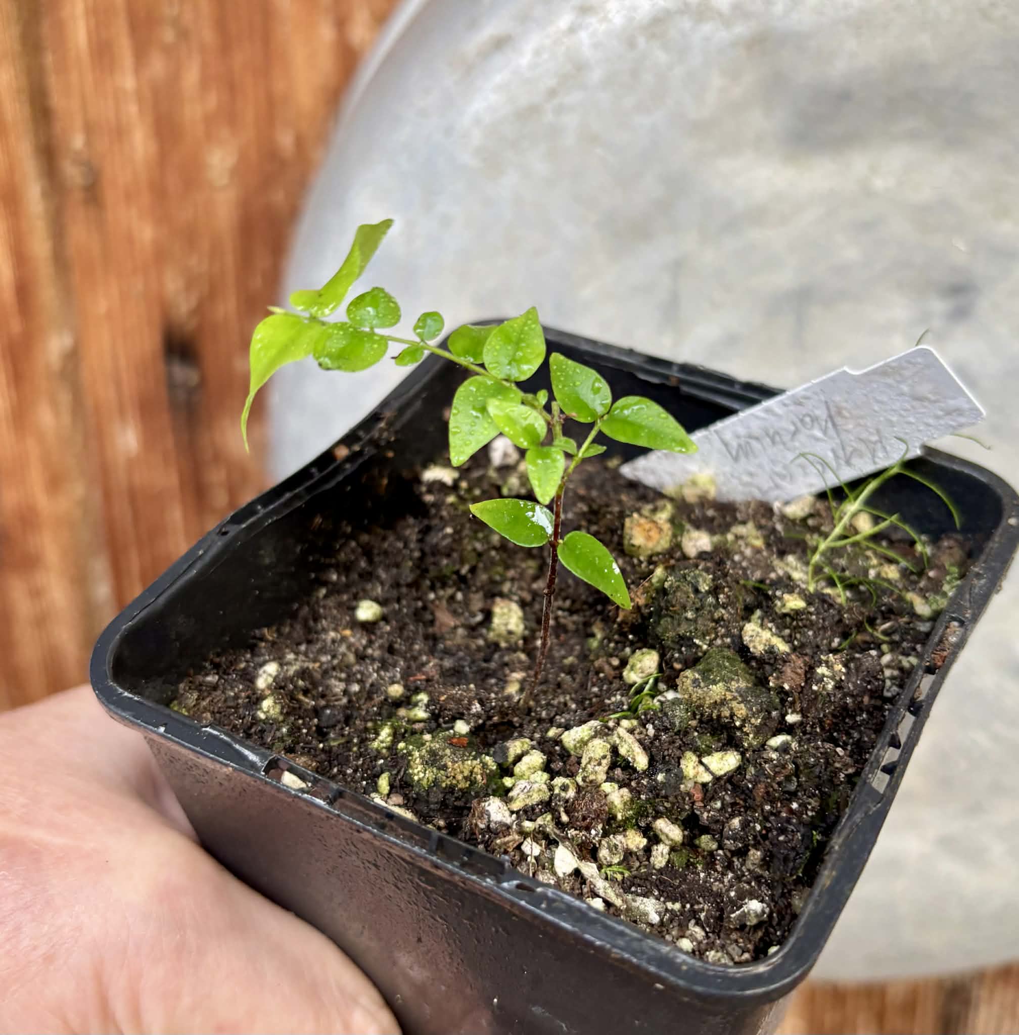 Myrciaria sp Maruim - 1 potted seedling / 1 getopfter Sämling
