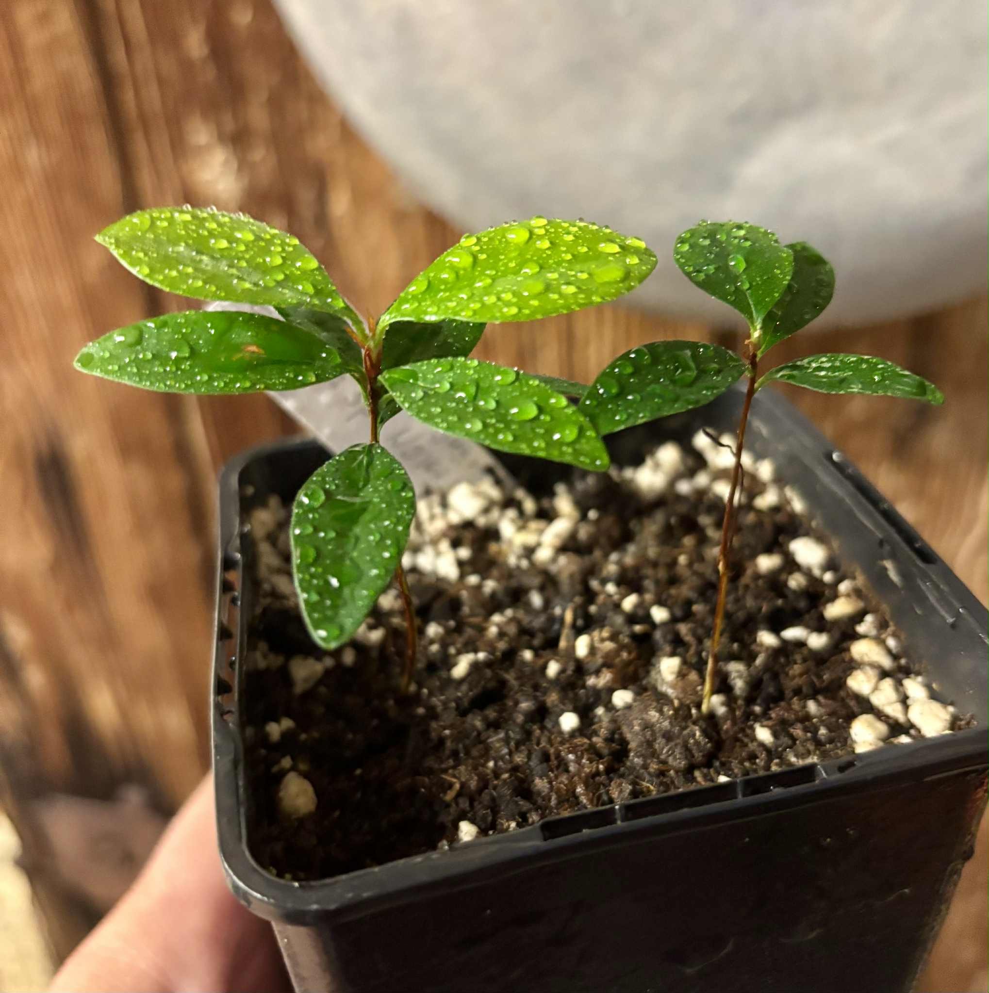 2 in 1 pot - Eugenia sp Nova Rio Guari - 1 potted seedling / 1 getopfter Sämling