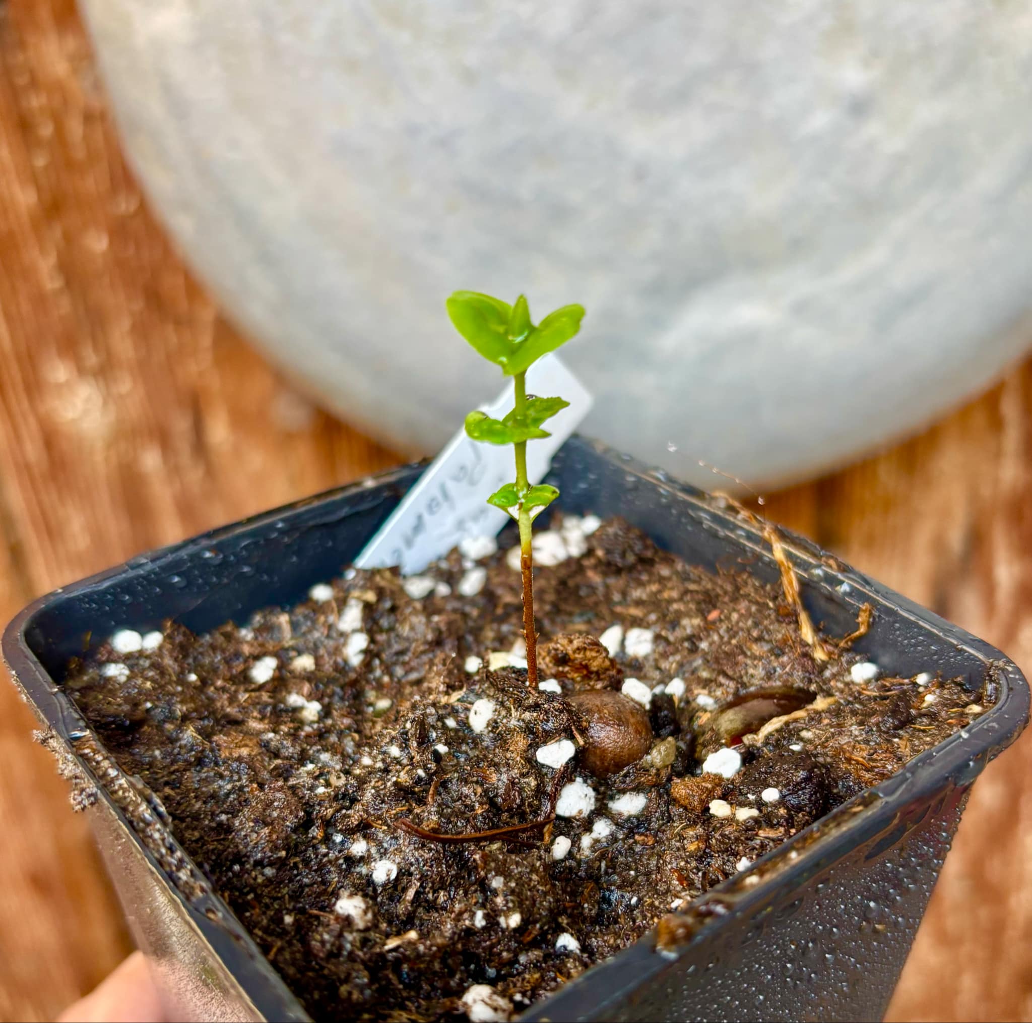 last 3 seedlings - Eugenia sp Palometa - 1 small potted seedling / 1 kleiner, getopfter Sämling last 3 seedlings - Eugenia sp Palometa - 1 small potted seedling / 1 kleiner, getopfter Sämling