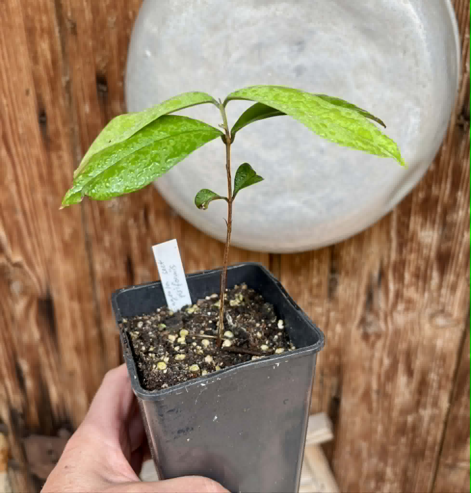 Eugenia sect. pisiformis var. Maruim - 1 potted seedling / 1 getopfter Sämling