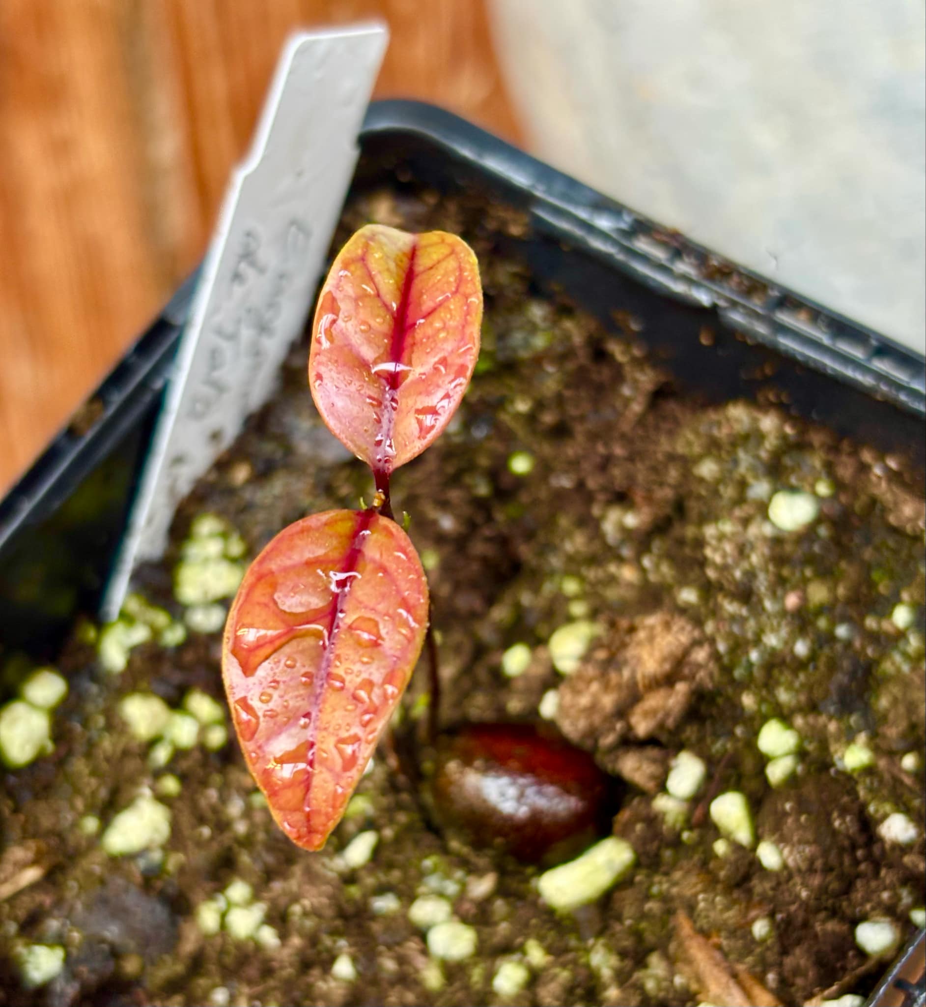 Eugenia sp de Talo -  1 small potted seedling / 1 kleiner, getopfter Sämling