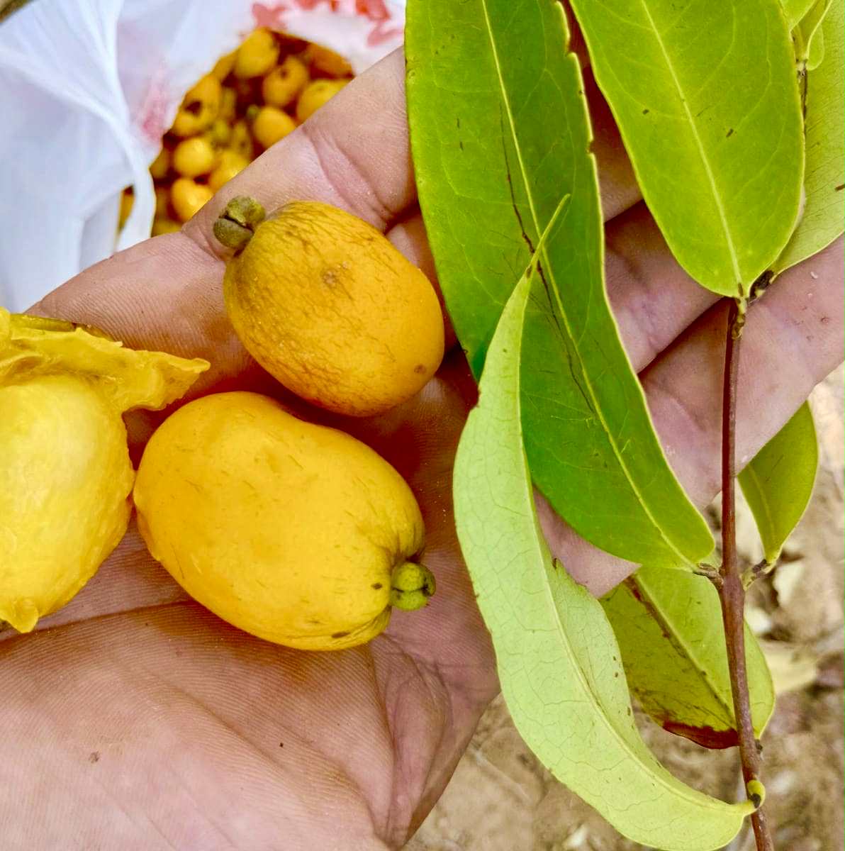 Eugenia sp amarela de Rondonia - 1 fresh seed / 1 frischer Samen