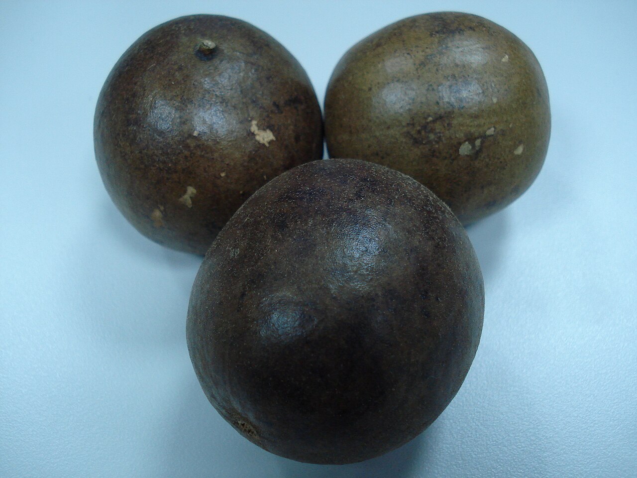 Monk Fruit (Siraitia grosvenorii) – Luo Han Guo - 5 fresh seeds / 5 frische Samen