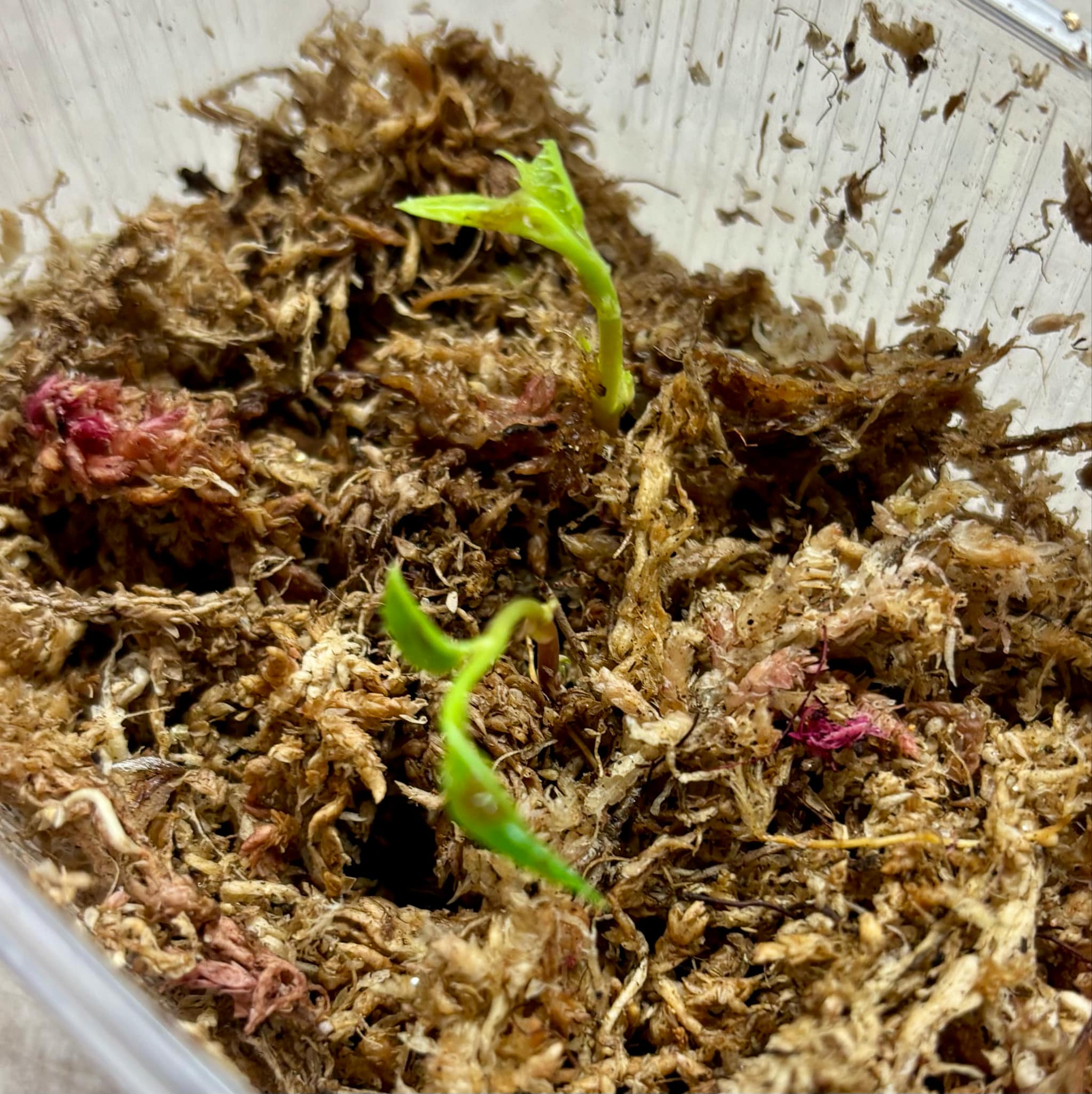 Catalina Cherry (Prunus ilicifolia subsp. ilicifolia) - 1 germinated seed / 1 gekeimter Samen