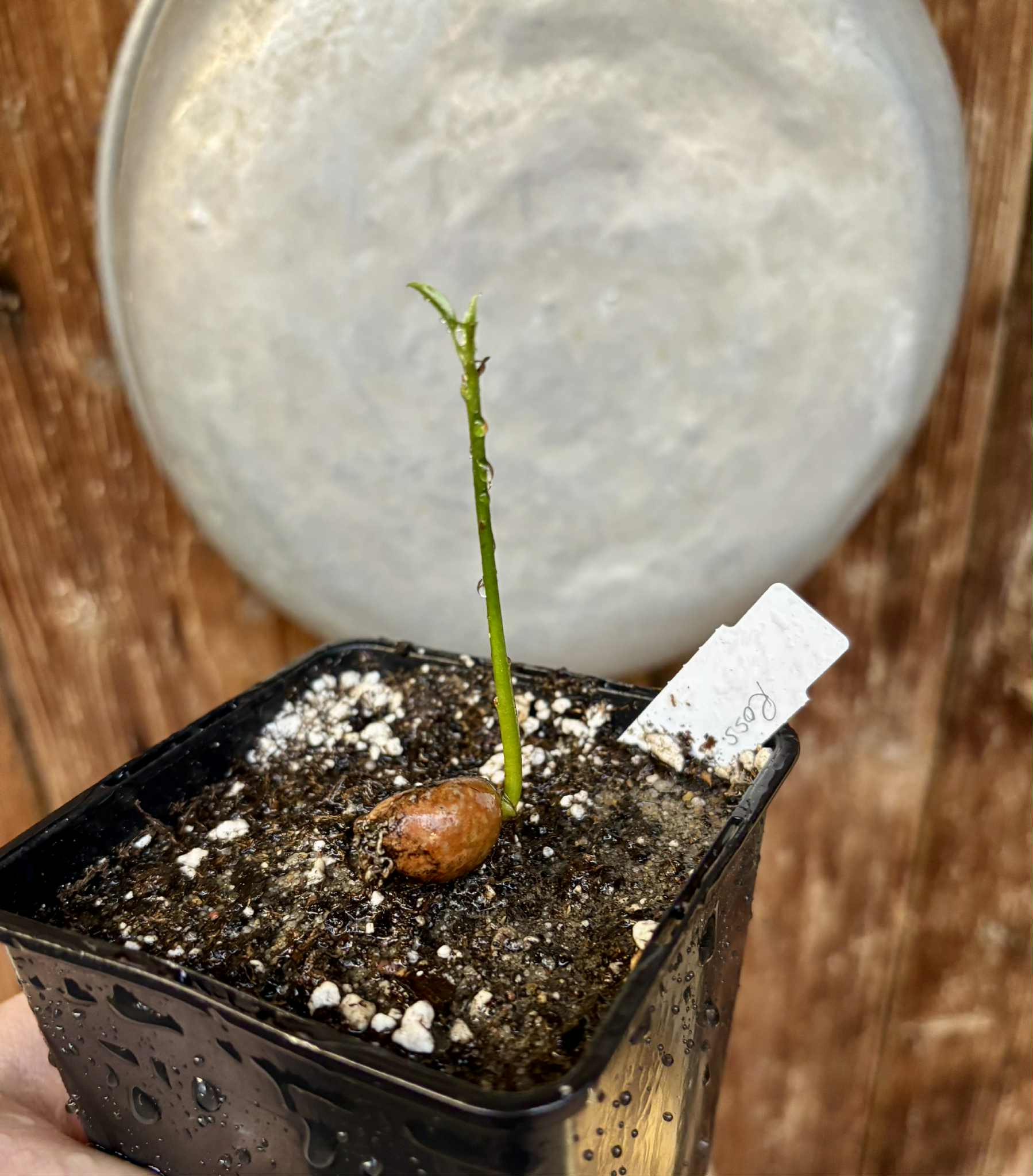 Ross Sapote (Pouteria sp) - 1 potted seedling / 1 getopfter Sämling