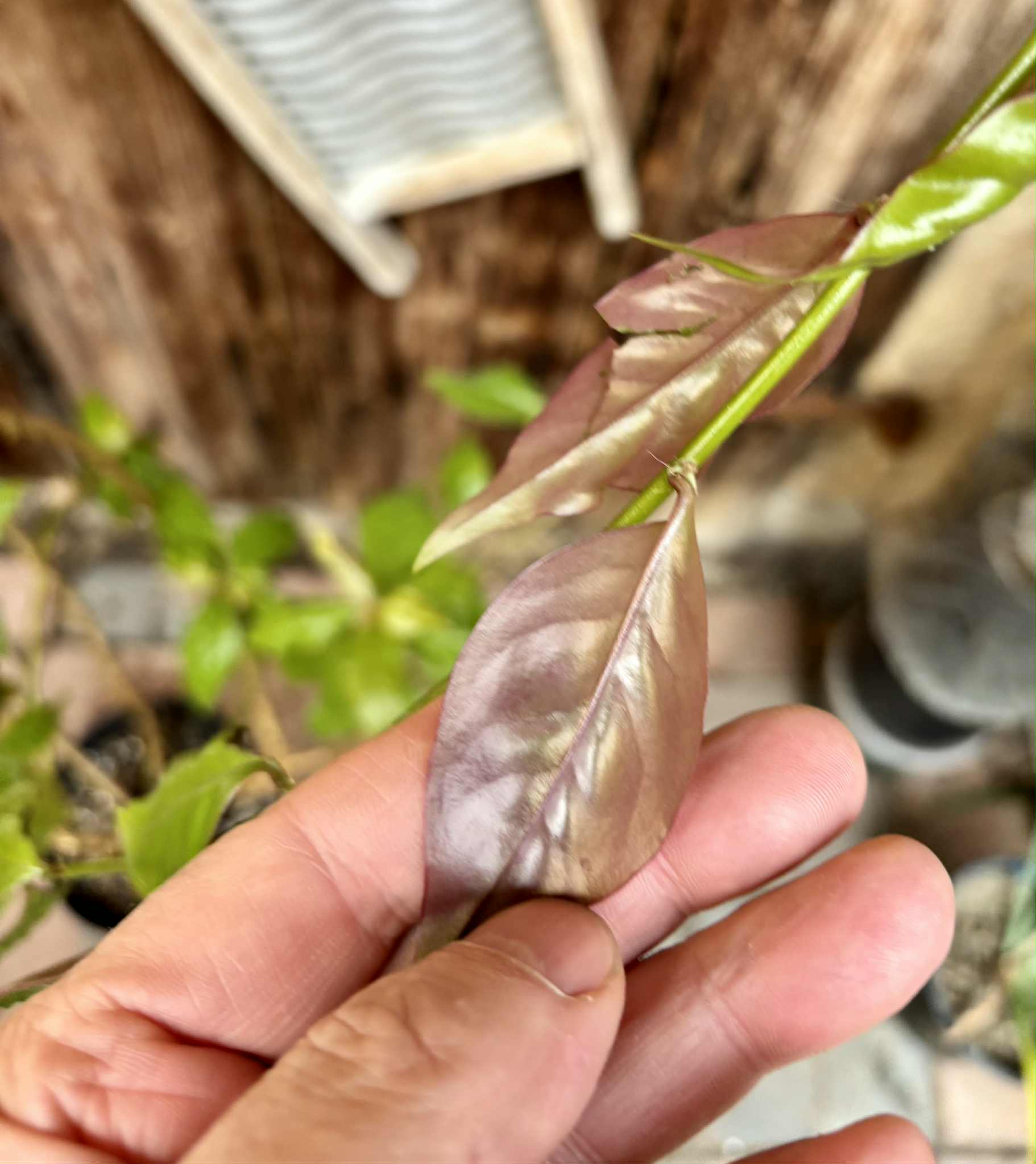 Barbados Gooseberry - Pereskia aculeata- 1 potted plant / 1 getopfte Pflanze
