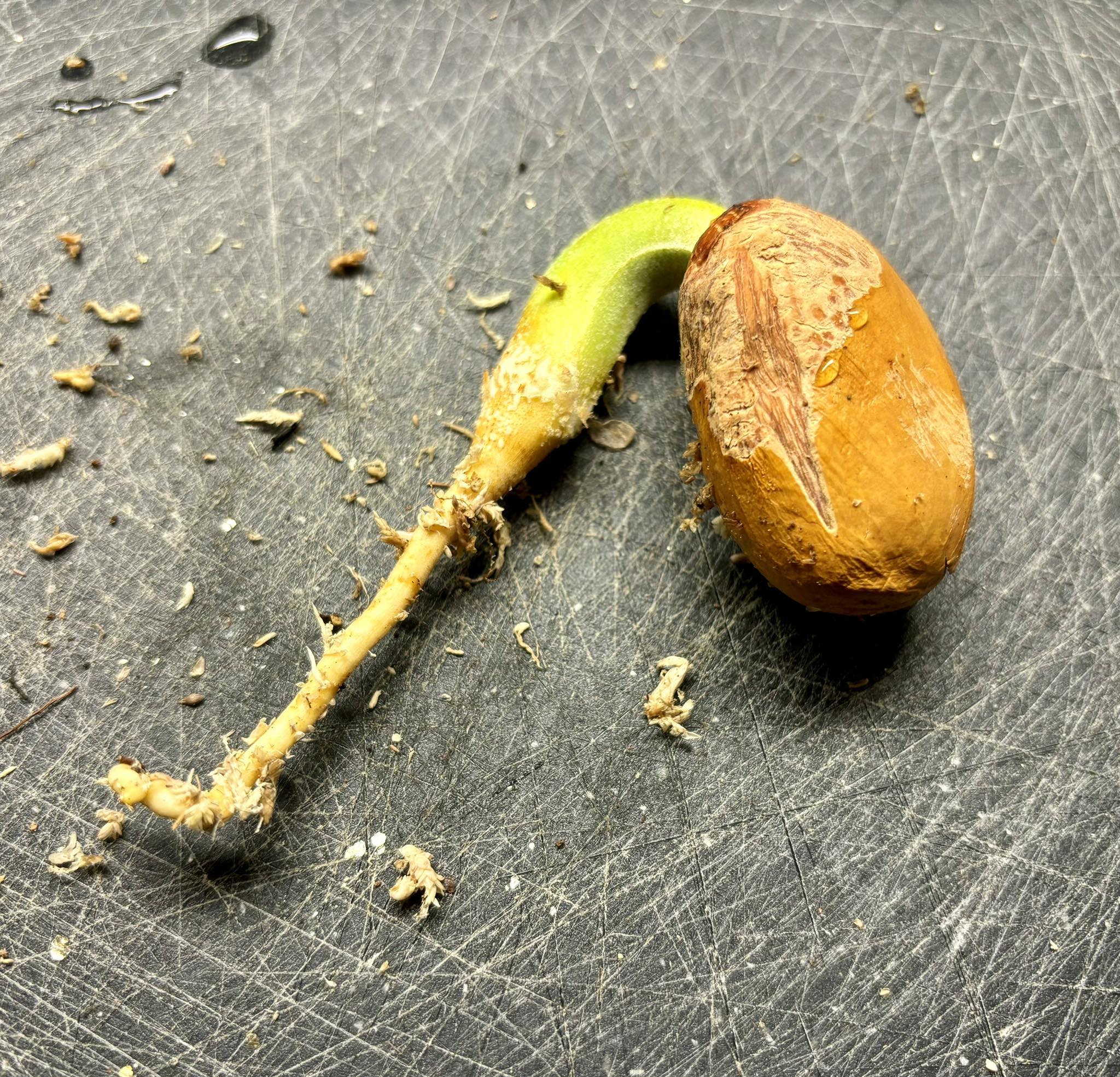 Durio zibethinus var Kanyao -  1 germinated seed / 1 gekeimter Samen
