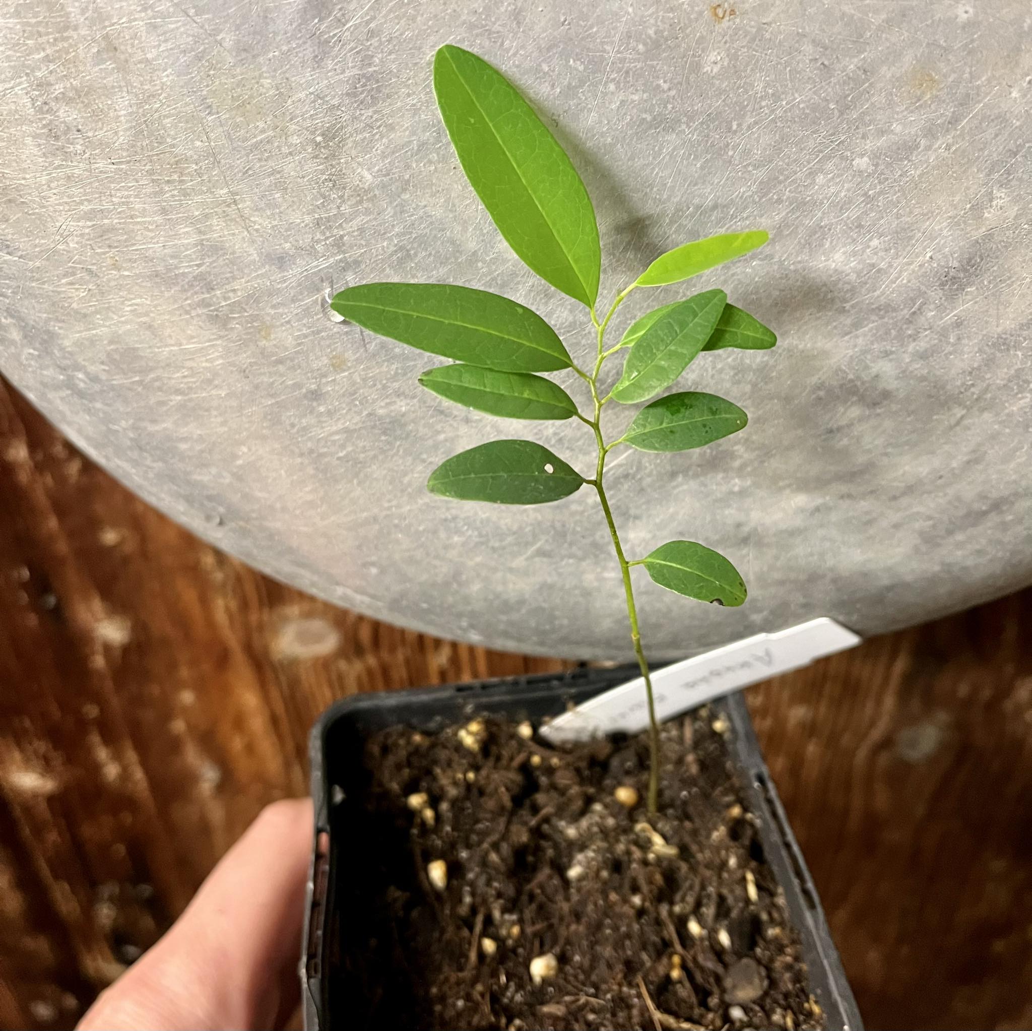 Annona emarginata - 1 potted plant / 1 getopfte Pflanze