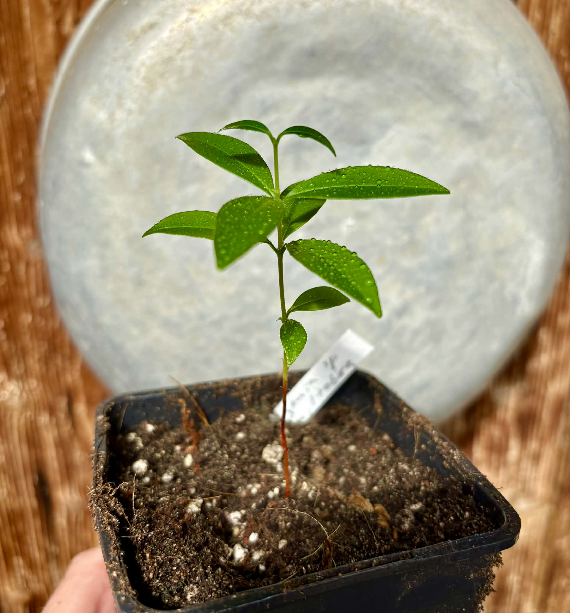 Eugenia sp. Pitanga Itobira -  1 potted seedling / 1 getopfter Sämling
