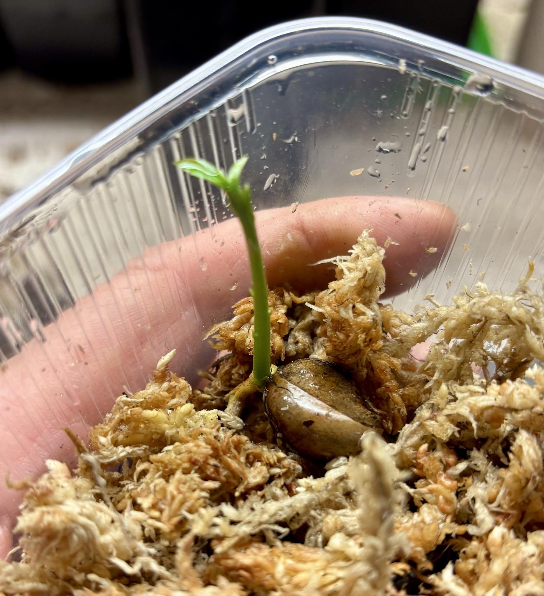 Ross Sapote (Pouteria sp) - 1 germinated seed / 1 gekeimter Samen