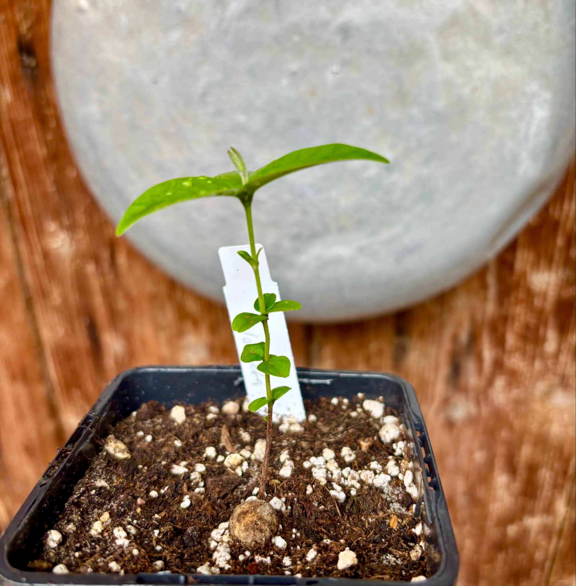 Eugenia sp Palometa - 1 small potted seedling / 1 kleiner, getopfter Sämling Eugenia sp Palometa - 1 small potted seedling / 1 kleiner, getopfter Sämling