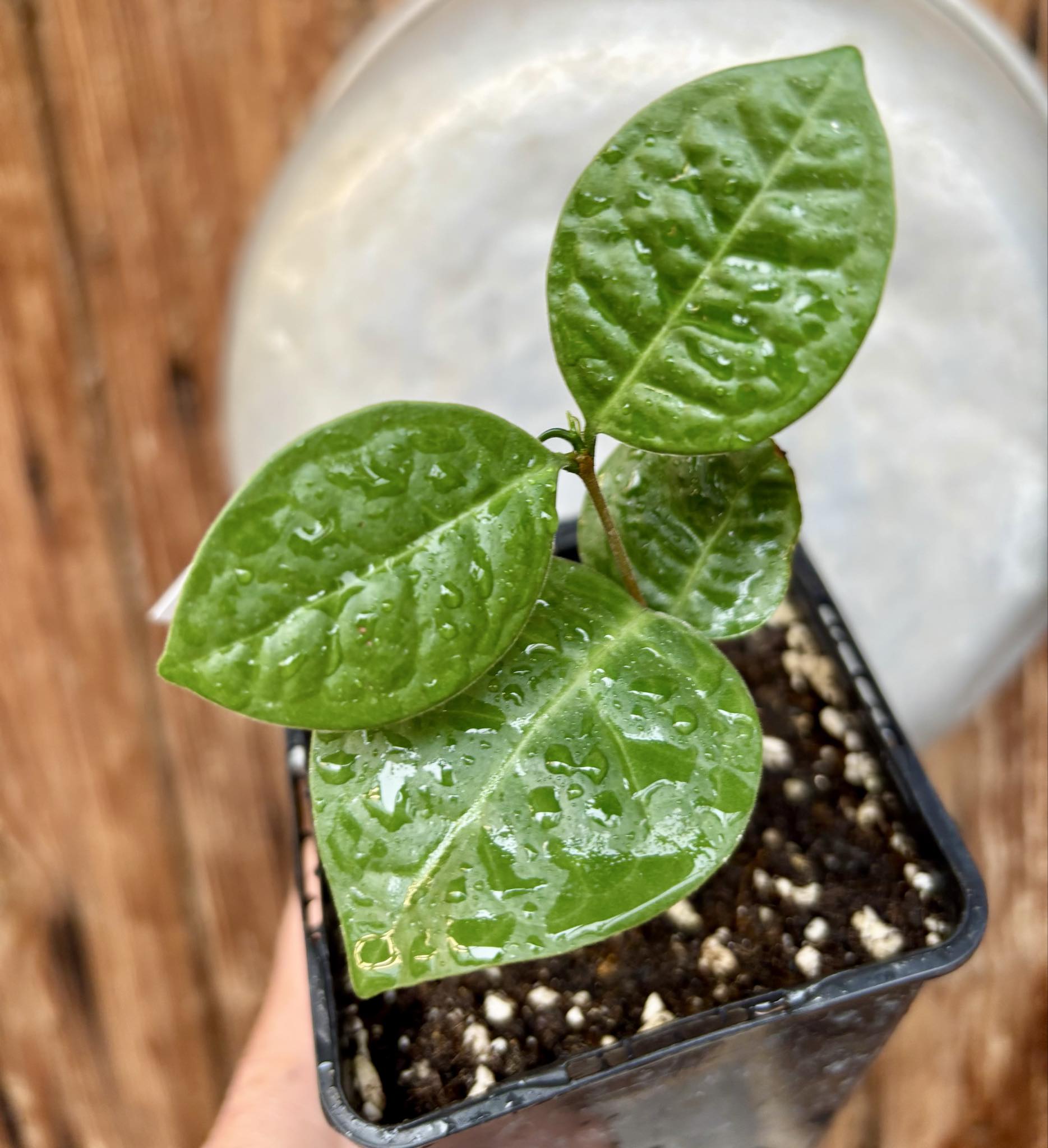 Eugenia sp Cheirosa Fruto Passado - 1 potted seedling / 1 getopfter Sämling