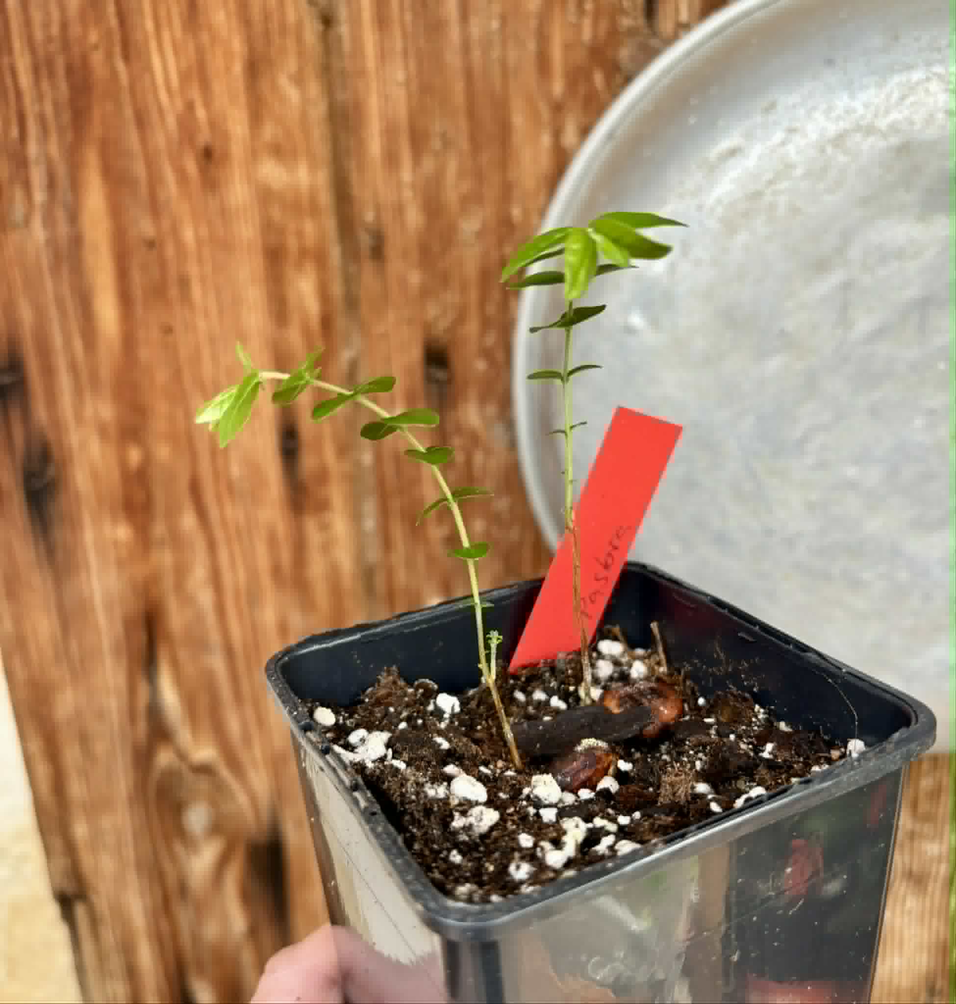 2 in 1 pot - Myrciaria sp Pastora - 2 seedlings in one pot / 2 Sämlinge in einem Topf