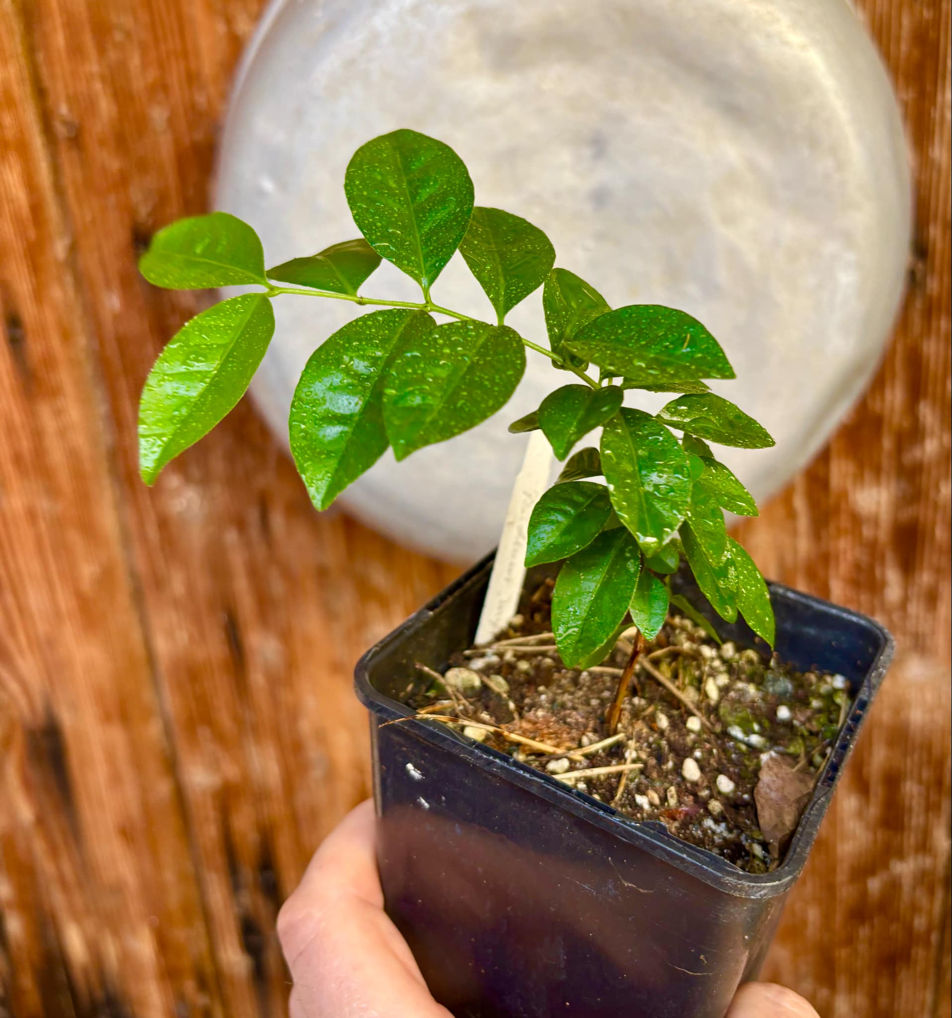 Purple Forest Guave - Psidium myrtoides  - 1 small potted seedling / 1 kleiner, getopfter Sämling