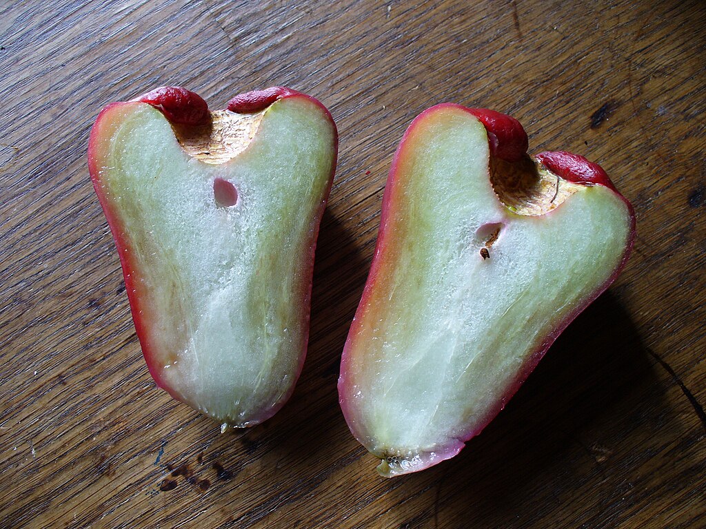 Java Apple (Syzygium samarangense) - 3 fresh seeds / 3 frische Samen