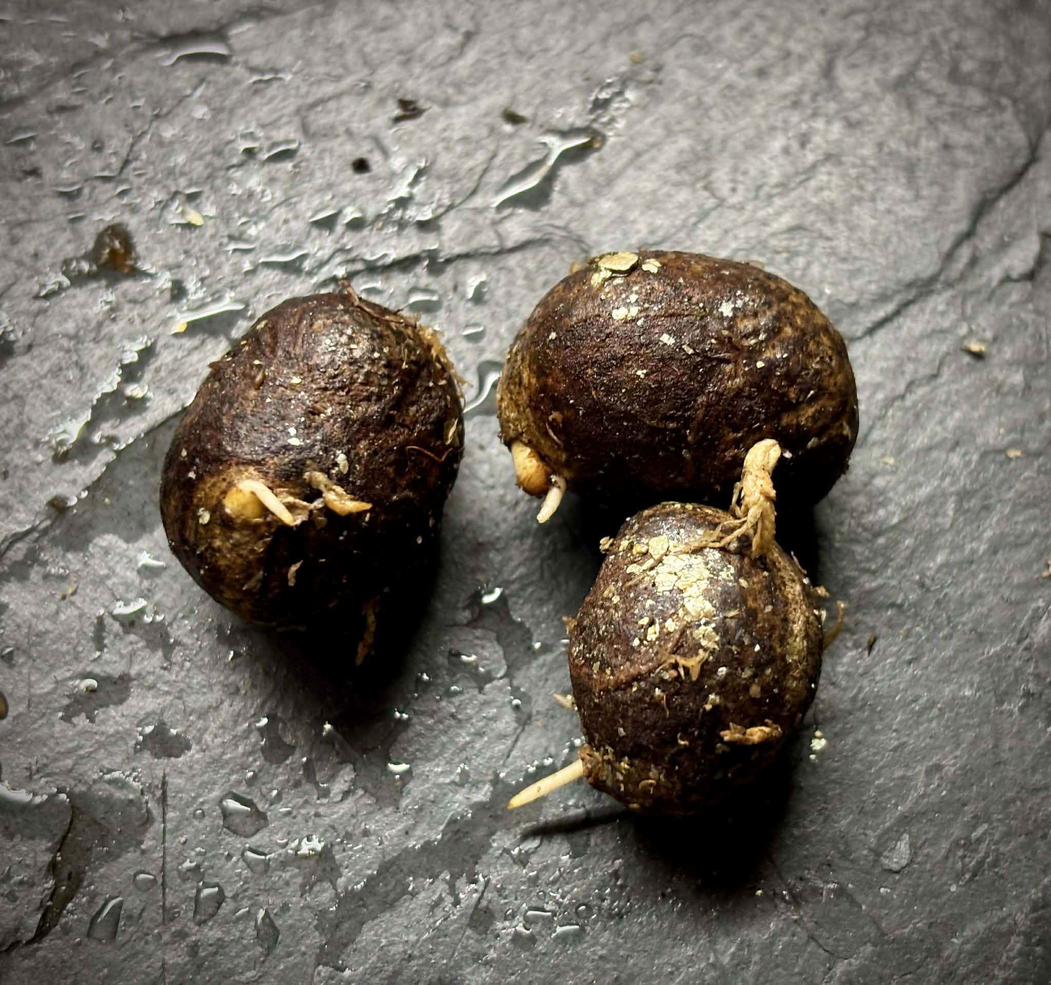 Eugenia sp longifolia - 1 germinated seed / 1 gekeimter Samen