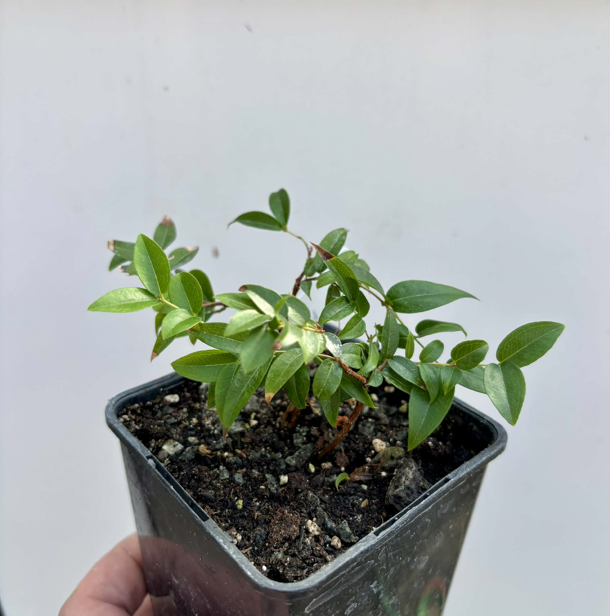 Jaboticaba - Plinia sp Canelinha Polpa rosea - 1 potted seedling / 1 getopfter Sämling