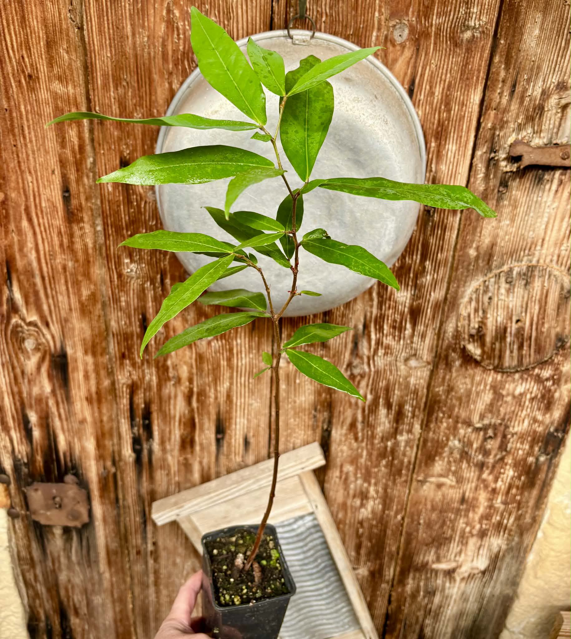 Kekatong (Cynometra malaccensis) - 1 potted plant / 1 getopfte Pflanze