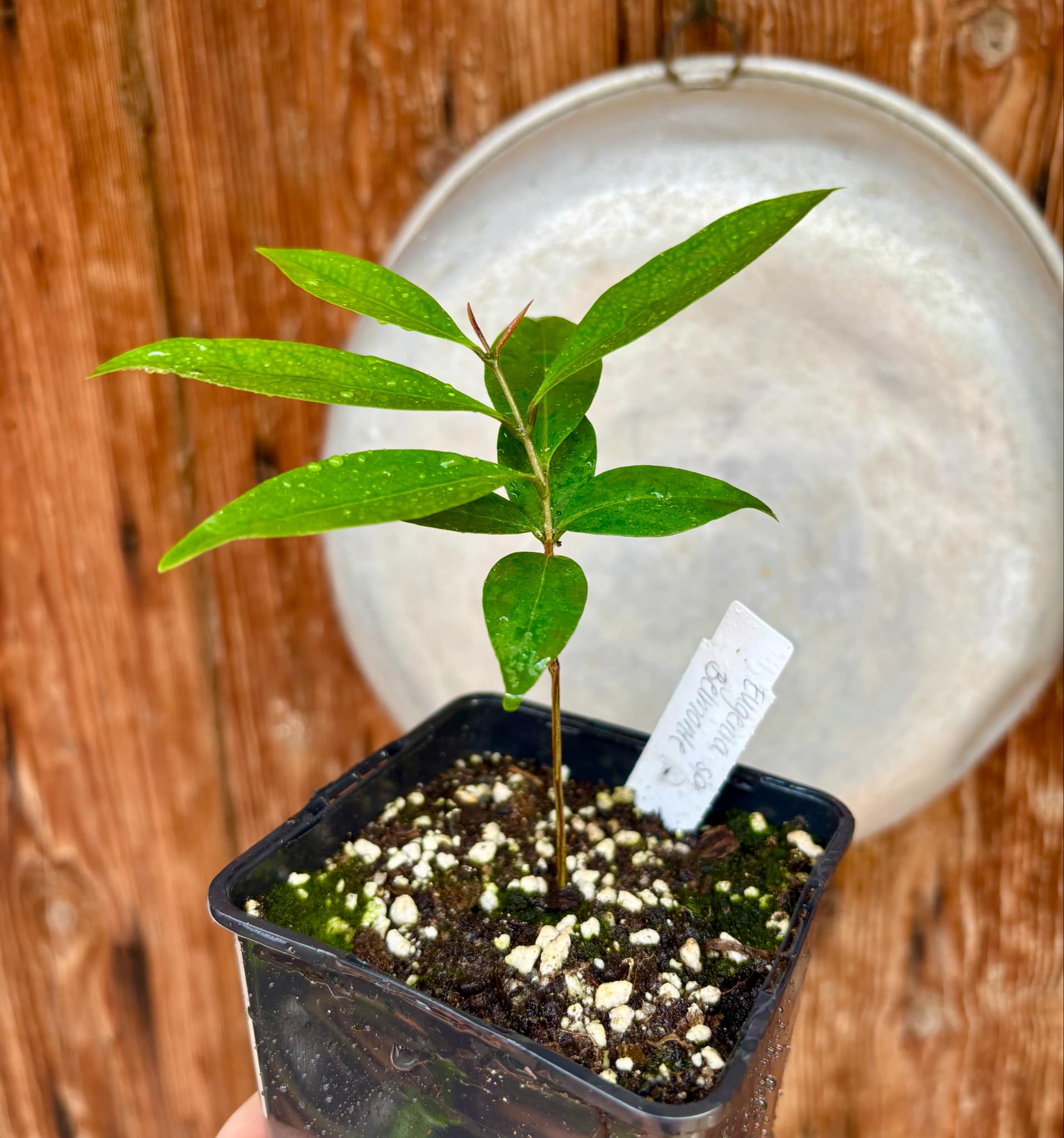Eugenia sp Belmonte -  1 small potted seedling / 1 kleiner, getopfter Sämling