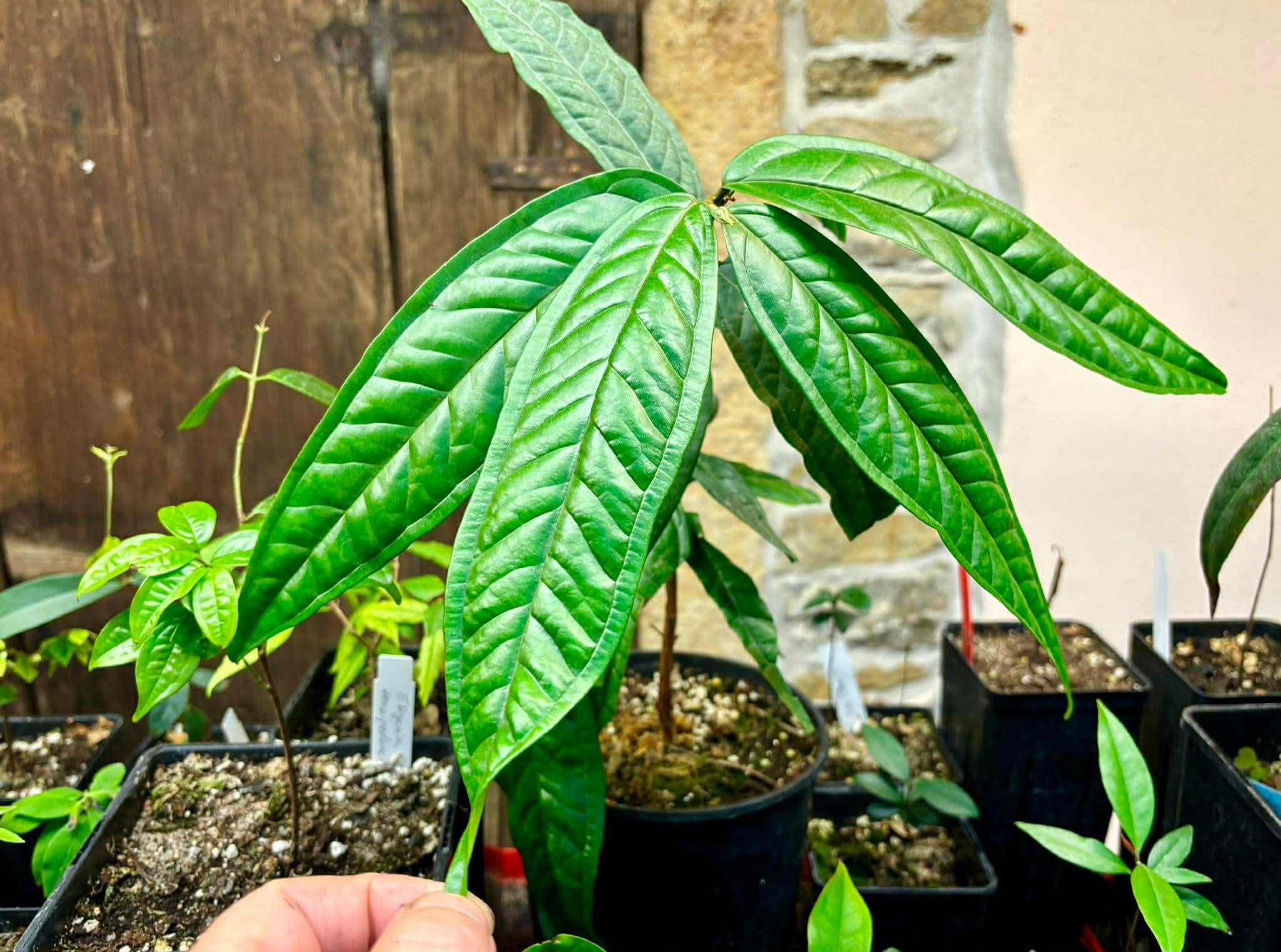 Pre Order - Plinia spiciflora -  1 fresh seed / 1 frischer Samen