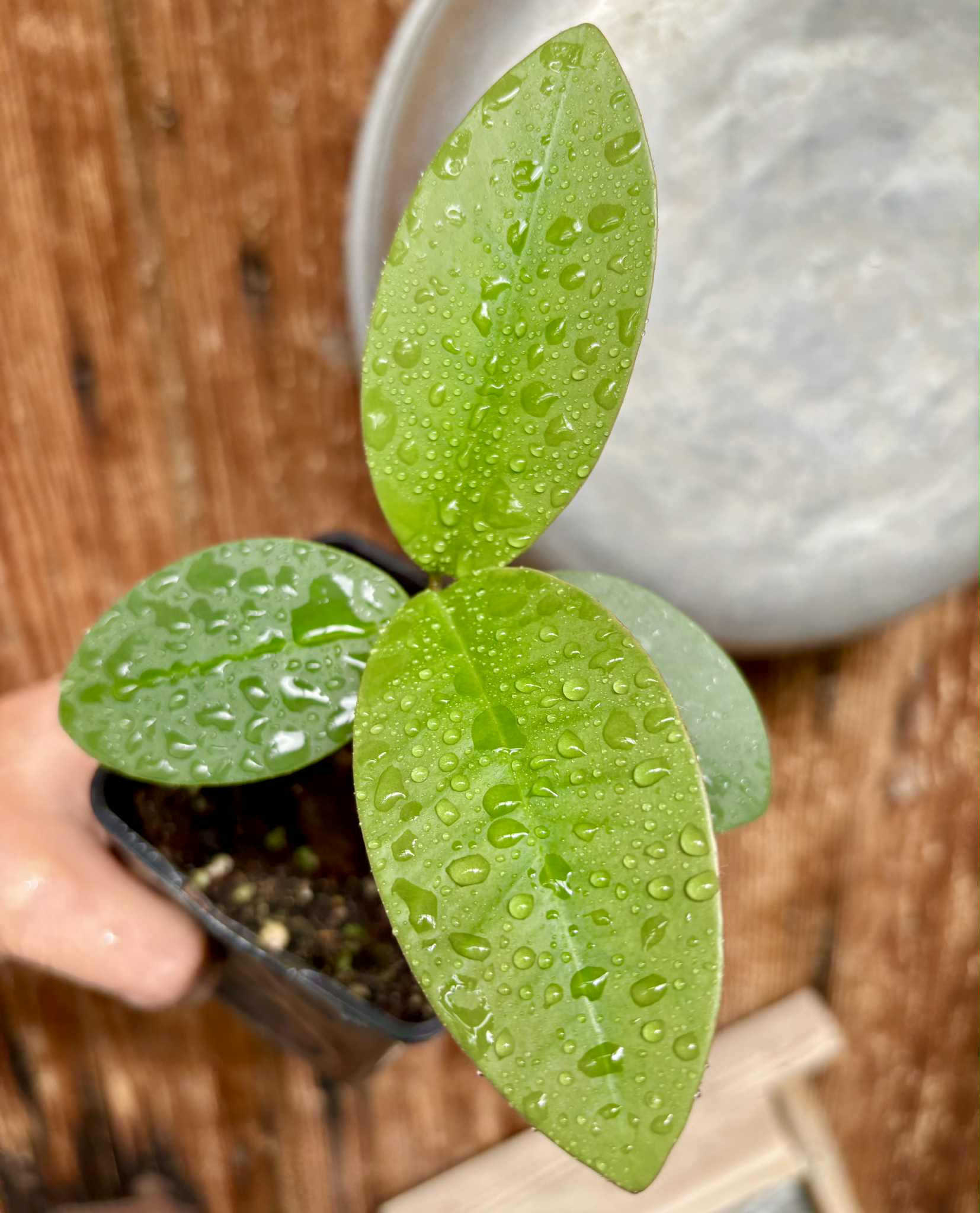 Eugenia itapemirimensis - 1 potted plant / 1 getopfte Pflanze