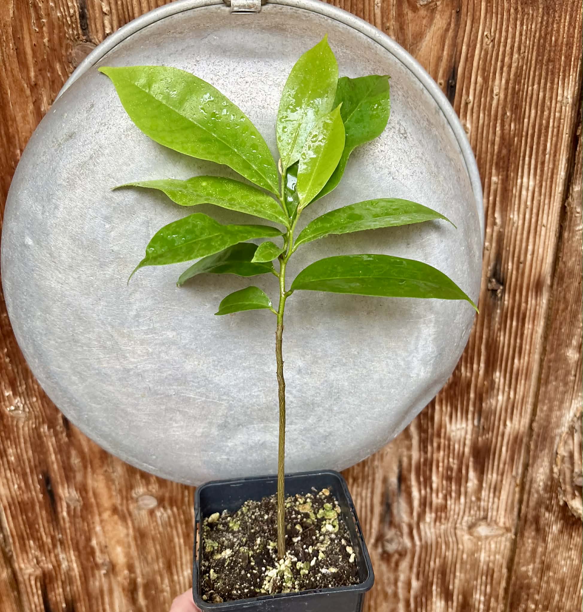 Annona muricata - Soursop / Stachelannone - 1 potted plant / 1 getopfte Pflanze