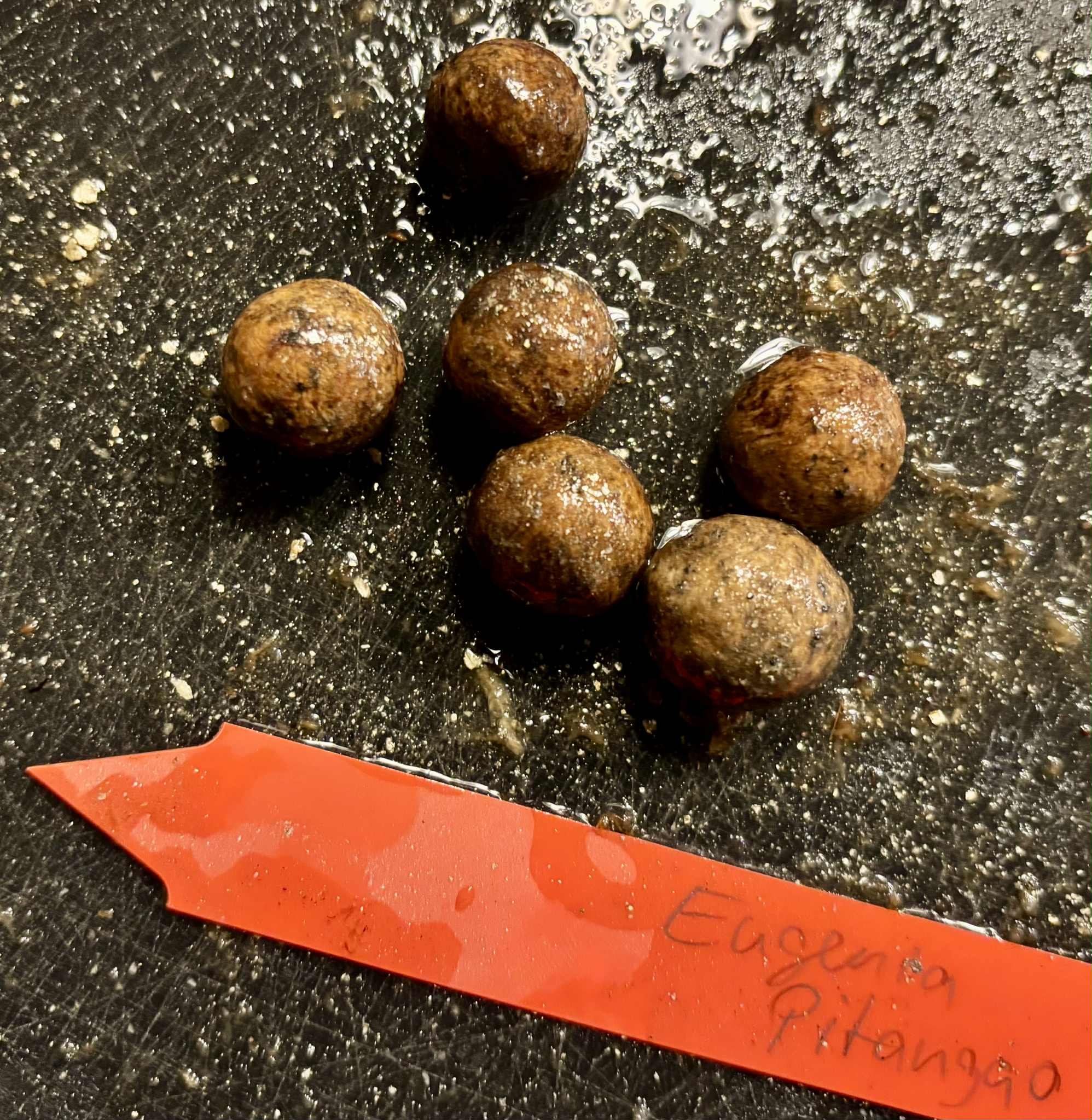 Eugenia sp Pitangao amarelo - 1 fresh seed / 1 frischer Samen