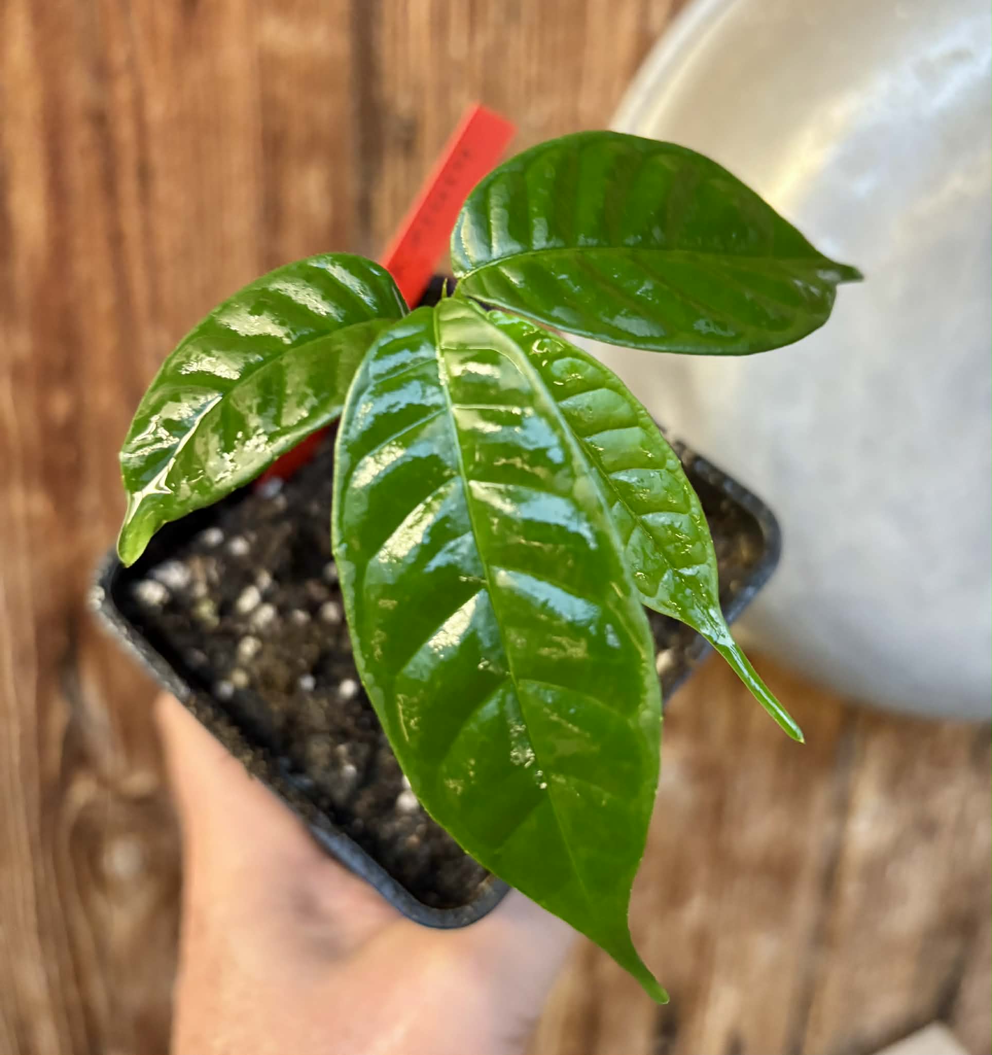 Kesusu (Prainea limpato) - 1 potted seedling / 1 getopfter Sämling