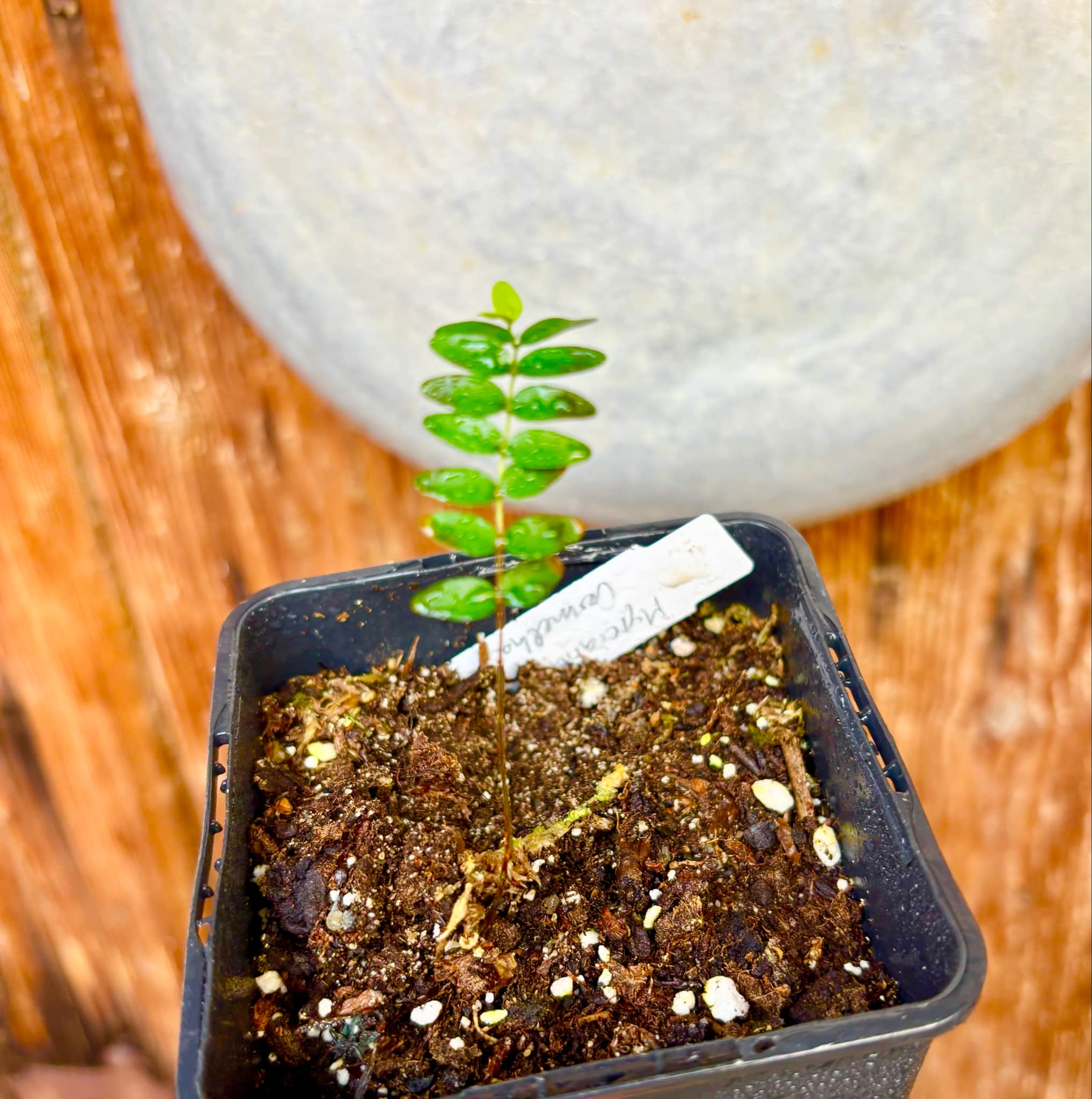 Myrciaria tenella vermelha  - 1 small potted seedling / 1 kleiner, getopfter Sämling