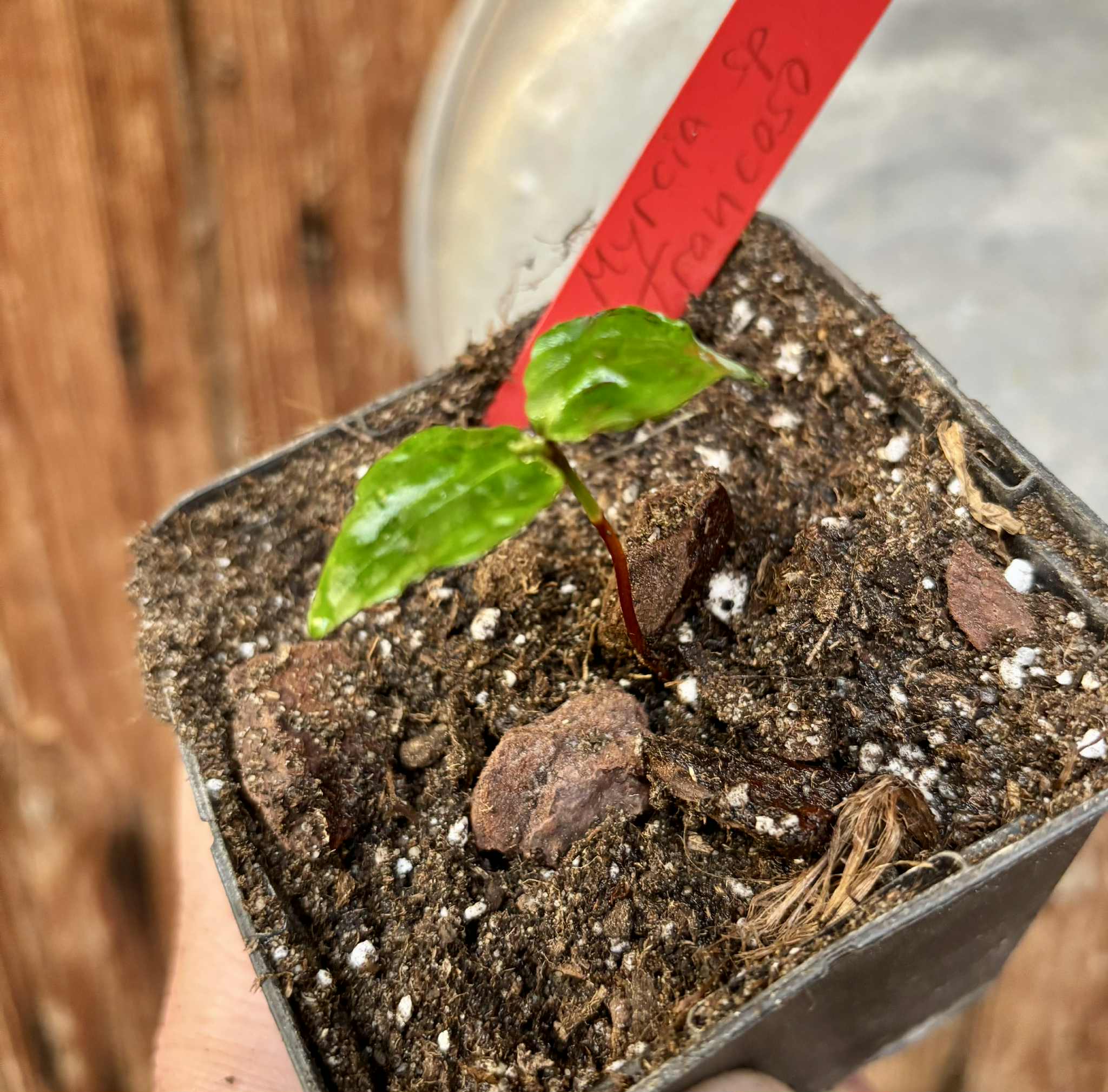 Myrcia sp Trancoso -  1 potted seedling / 1 getopfter Sämling