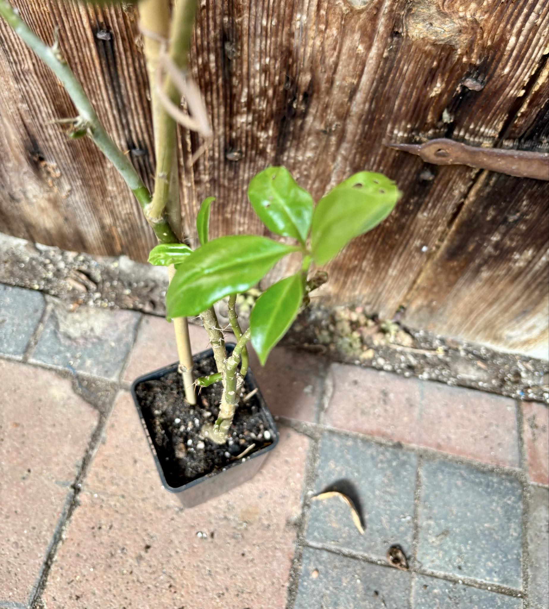 0.8m plant - Barbados Gooseberry - Pereskia aculeata - 1 potted plant / 1 getopfte Pflanze