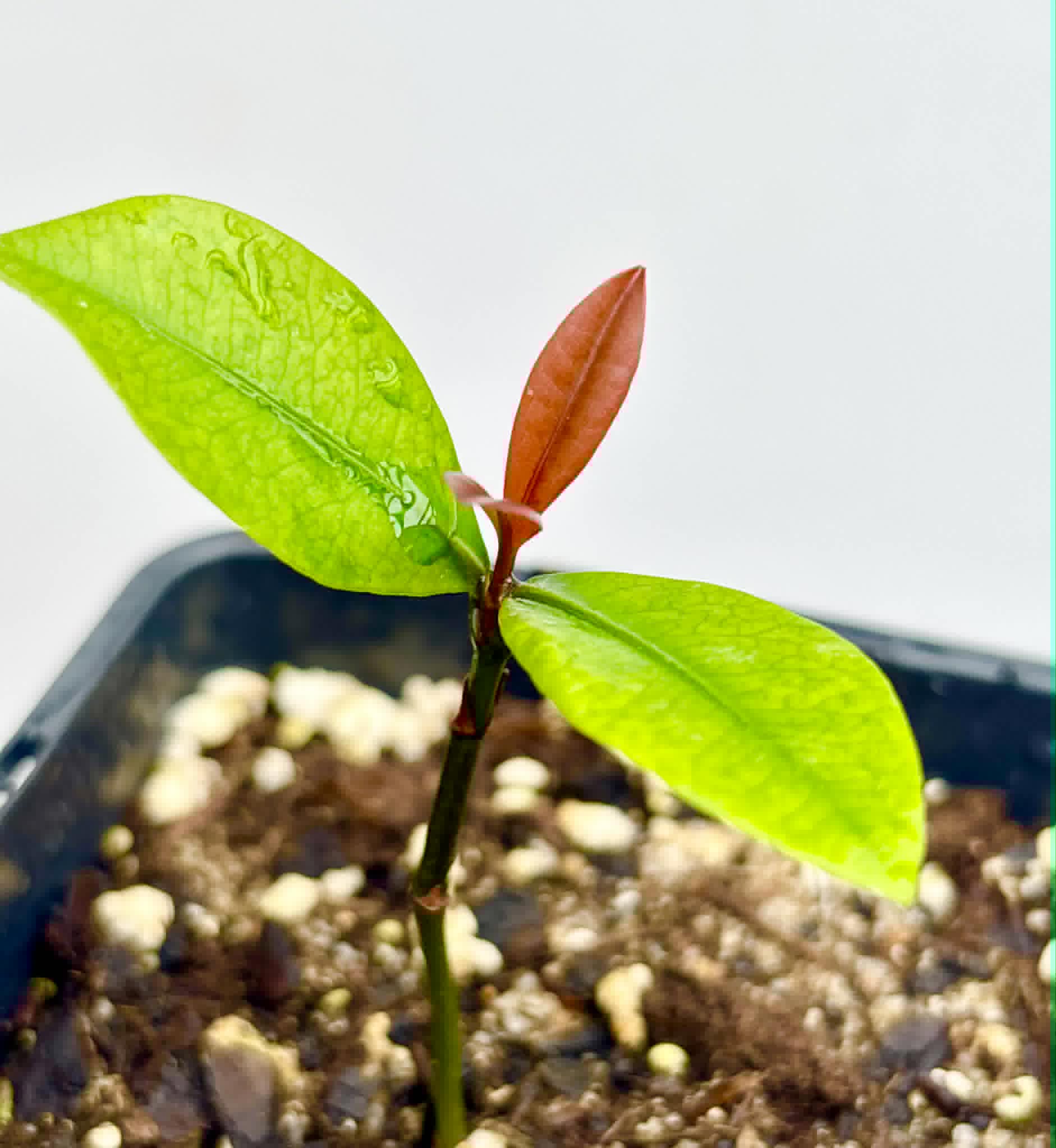 Bacupari  (Garcinia brasiliensis) -  1 potted seedling / 1 getopfter Sämling