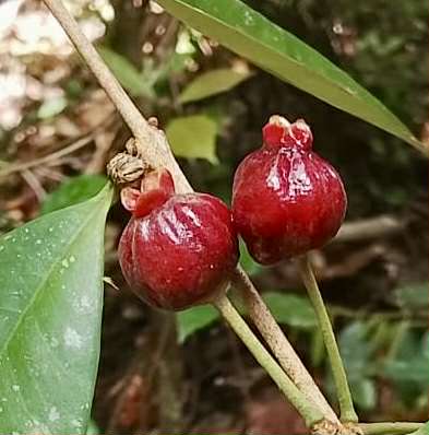 Eugenia sect. pisiformis var. Maruim - 1 fresh seed / 1 frischer Samen