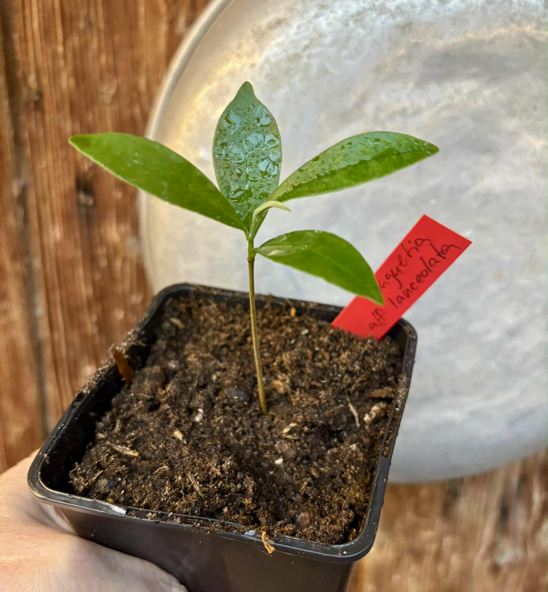 Duguetia aff. lanceolata - Pindauva Roxa -   1 potted plant / 1 getopfte Pflanze