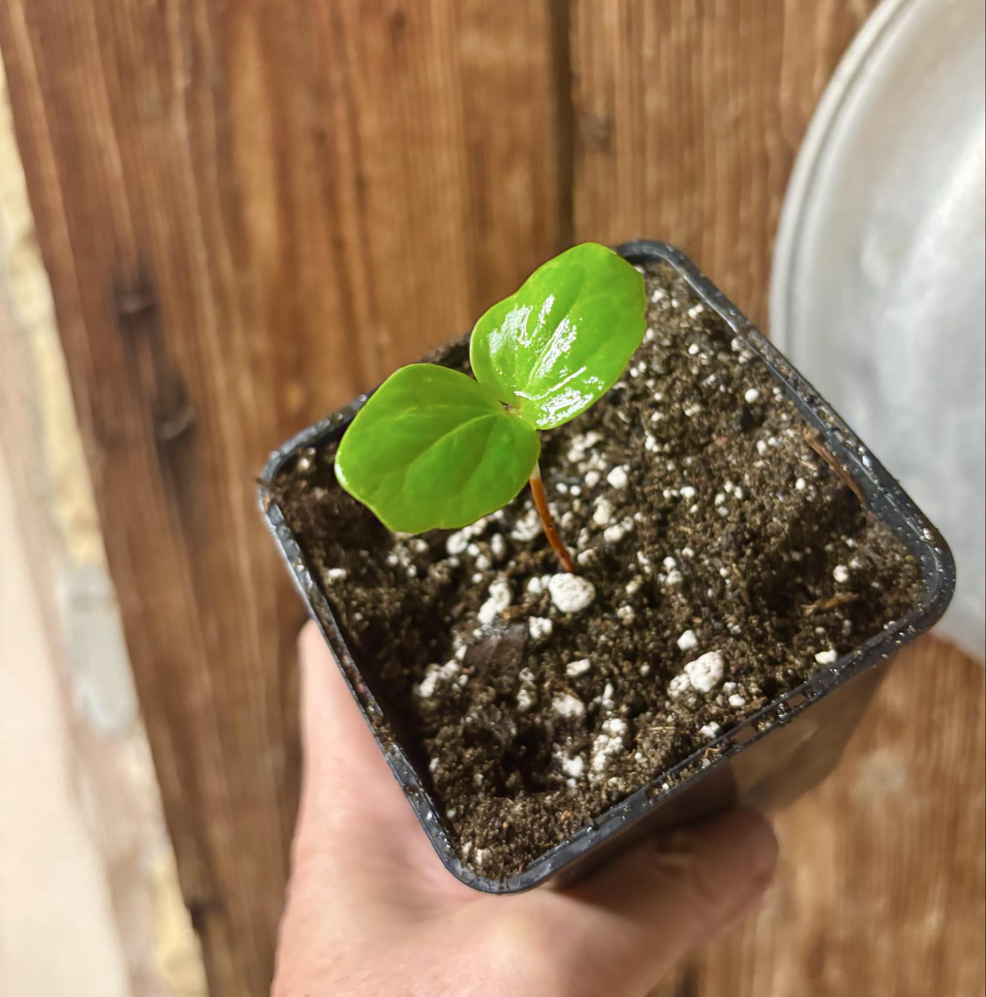 Strychnos pseudoquina - 1 potted seedling / 1 getopfter Sämling