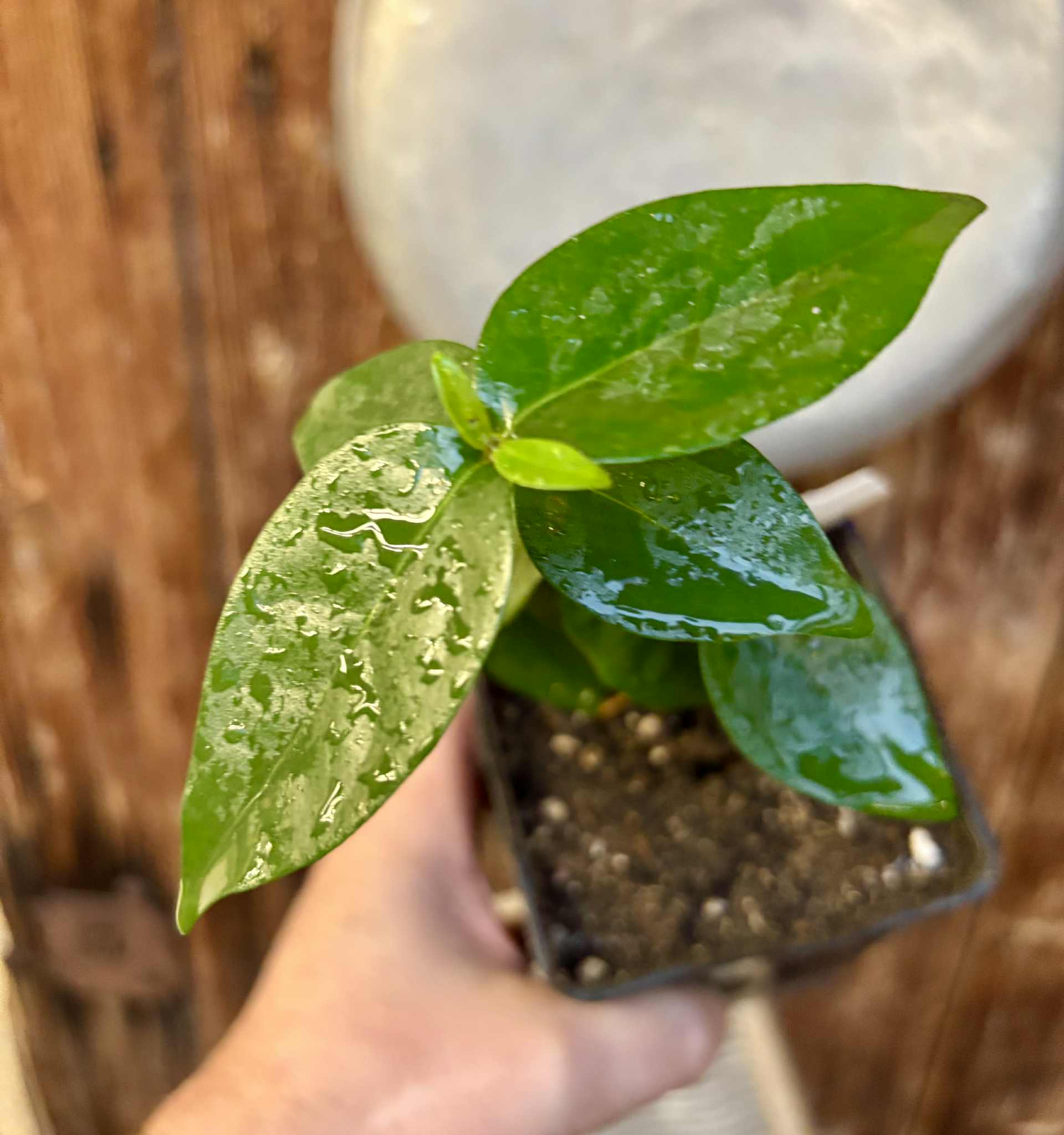 Eugenia uniflora var. Gigante Pitangao  - 1 potted seedling / 1 getopfter Sämling