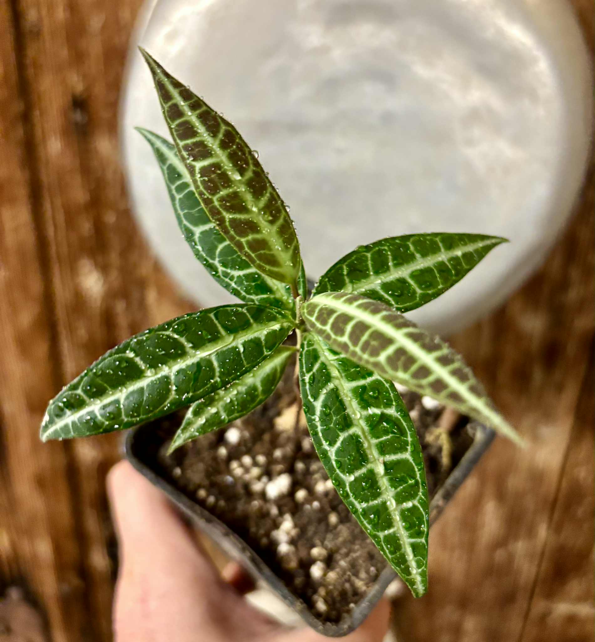 Eugenia sp Labisia -  1 potted seedling / 1 getopfter Sämling