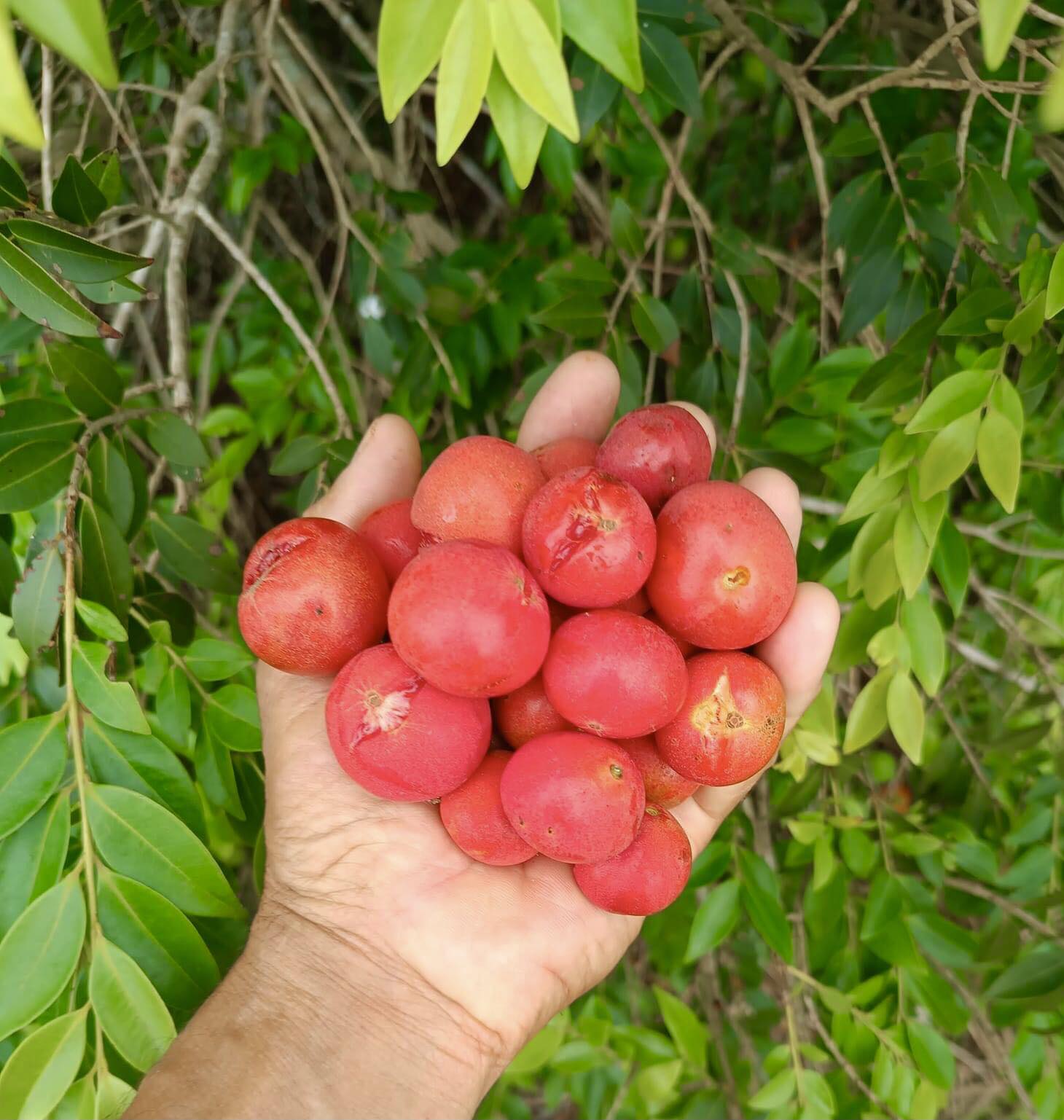 Myrciaria sp Pastora - 1 potted seedling / 1 getopfter Sämling