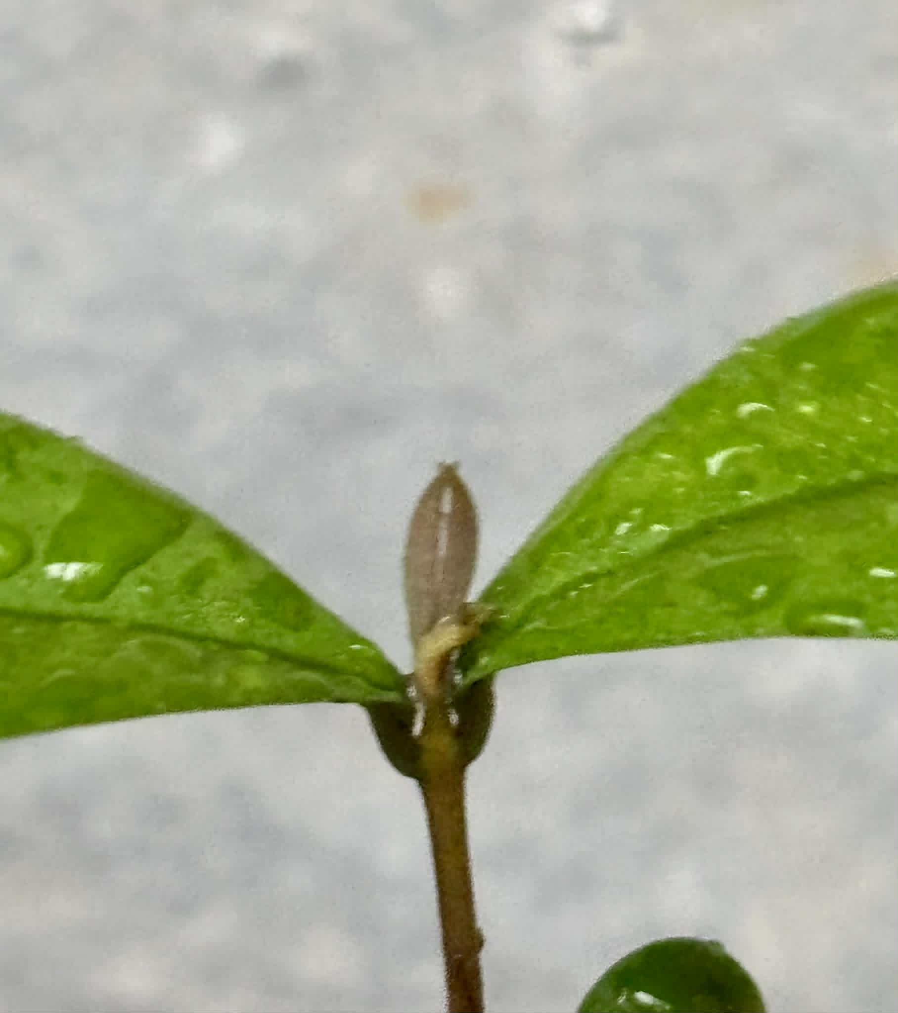 Eugenia sect. pisiformis var. Maruim - 1 potted seedling / 1 getopfter Sämling